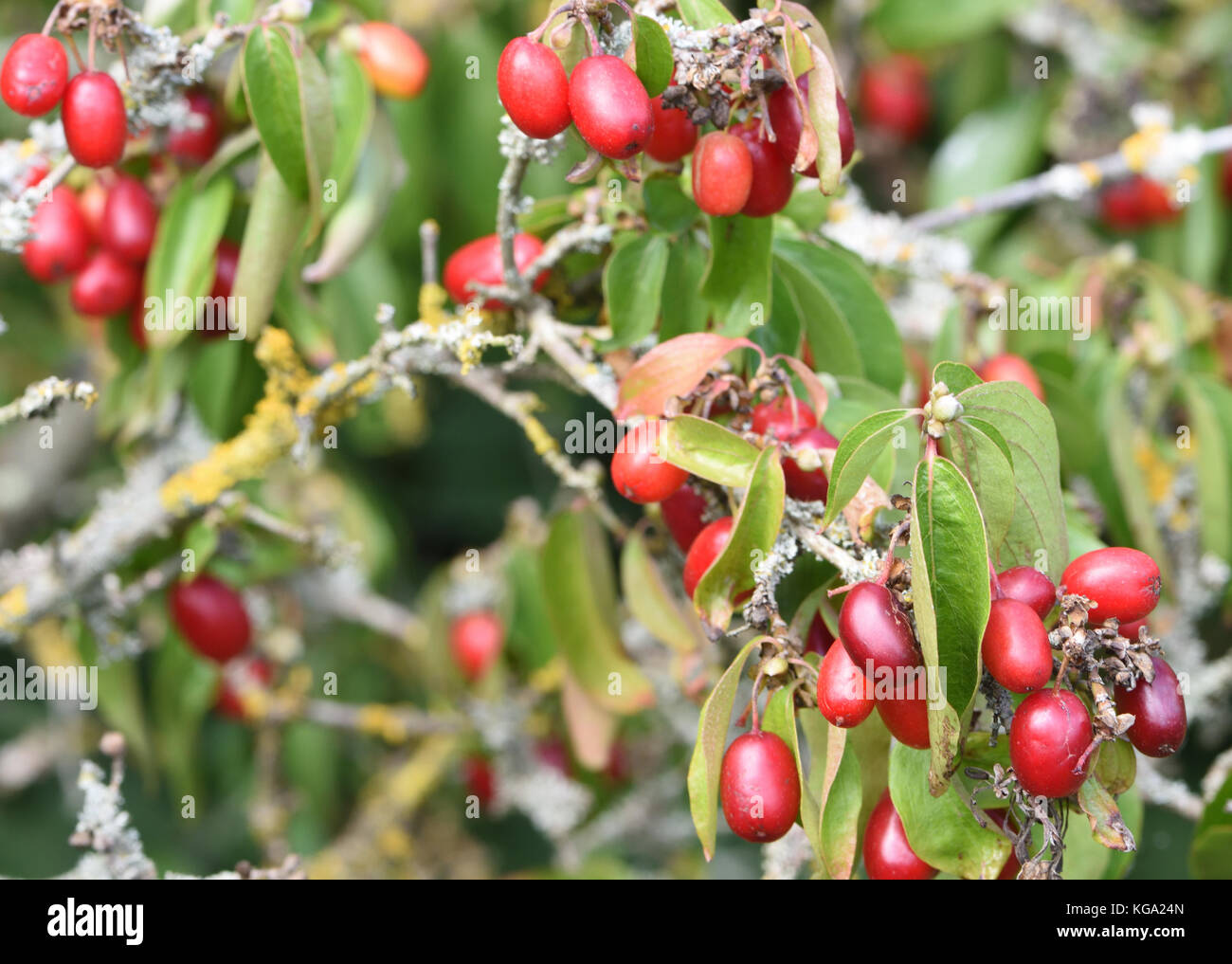 Fruits of Cornelian cherry, European cornel or Cornelian cherry dogwood (Cornus mas) are used in food and drinks in Europe when ripe. Bedgebury Forest Stock Photo