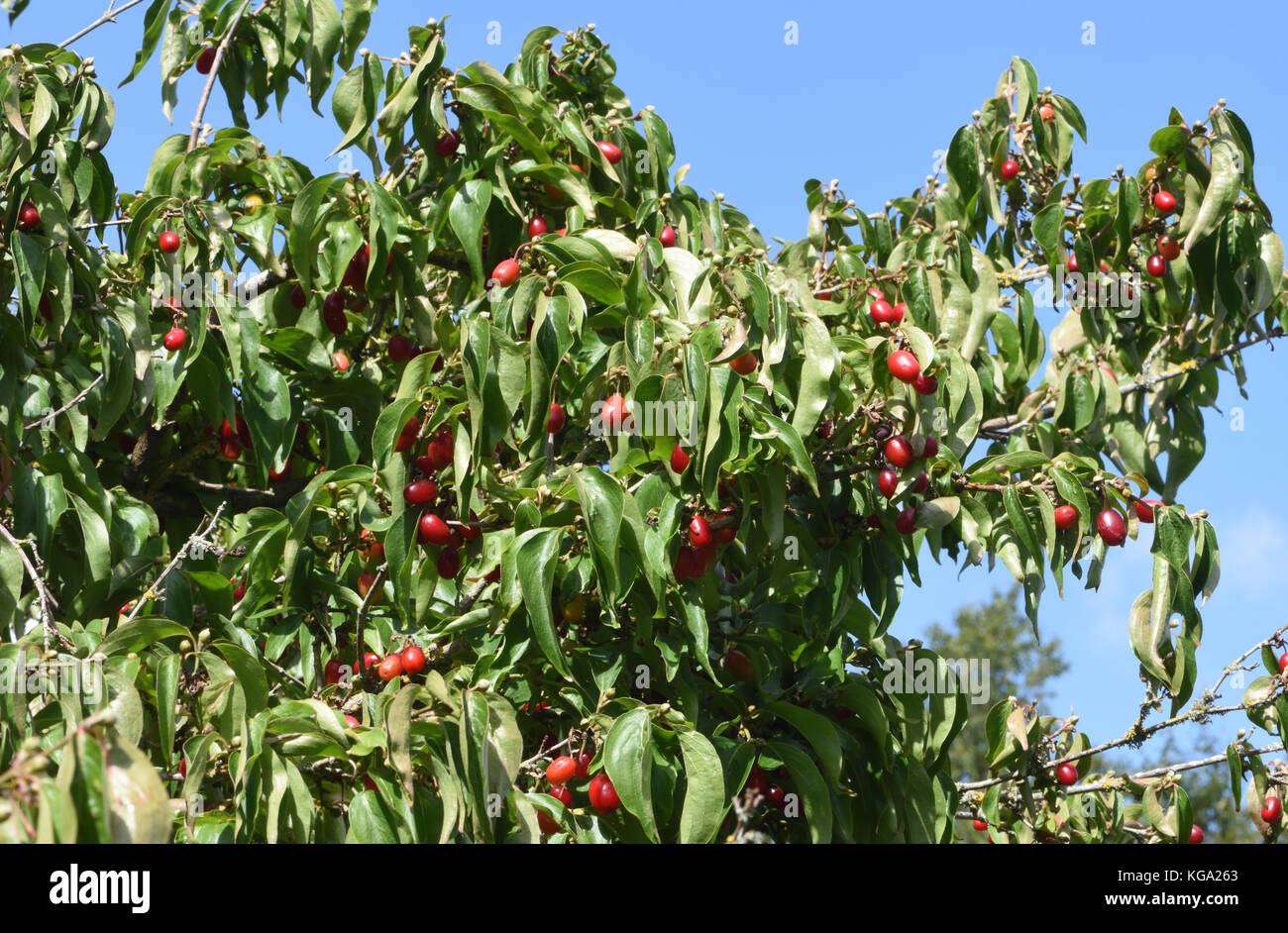 Fruits of Cornelian cherry, European cornel or Cornelian cherry dogwood (Cornus mas) are used in food and drinks in Europe when ripe. Bedgebury Forest Stock Photo