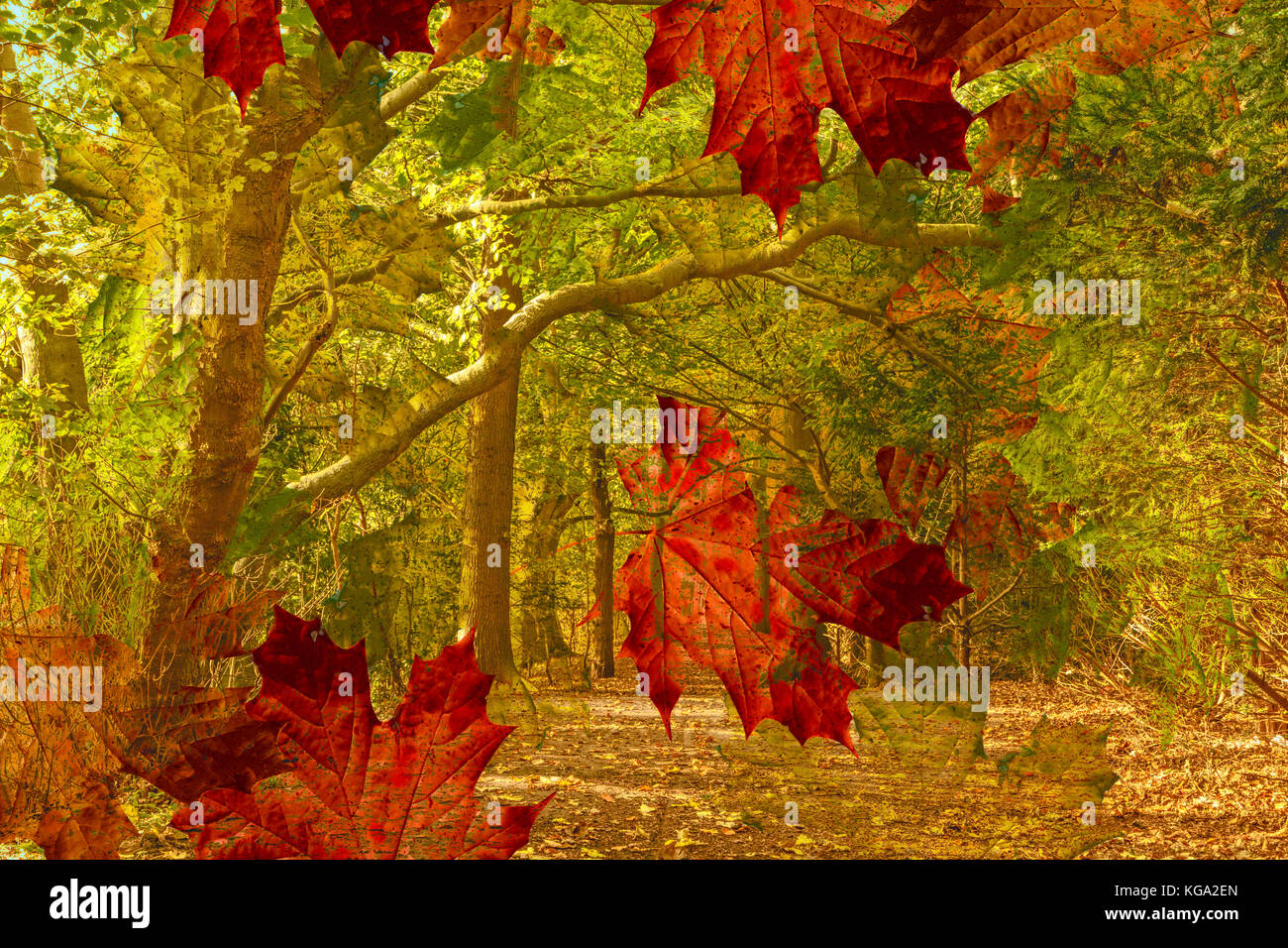Falling maple leaves in woodland setting, Pan van Persijn ( Panbos ), Katwijk, South Holland, The Netherlands, Europe. Stock Photo