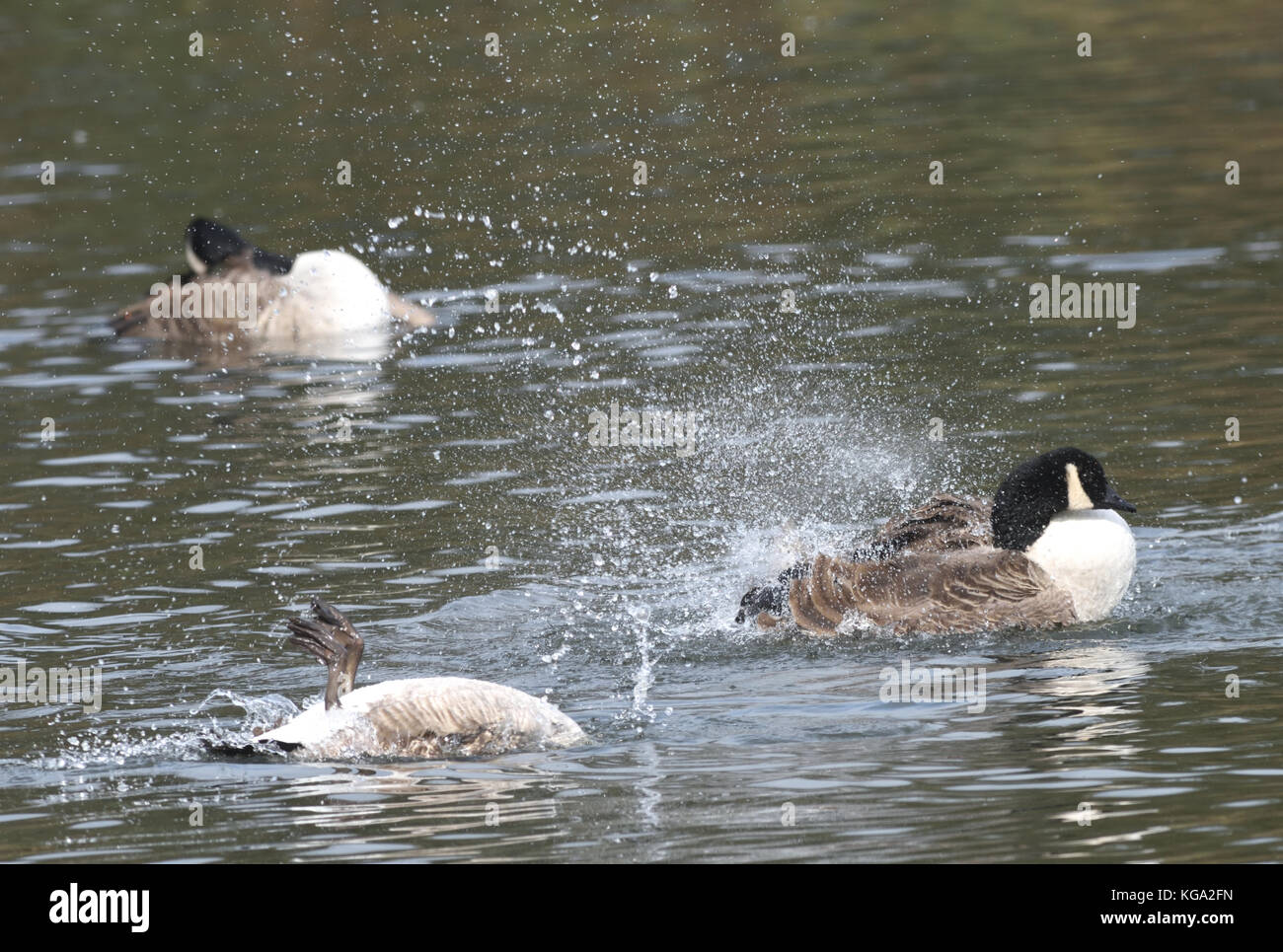 Canada geese (Branta Canadensis) washing, splashing and displaying