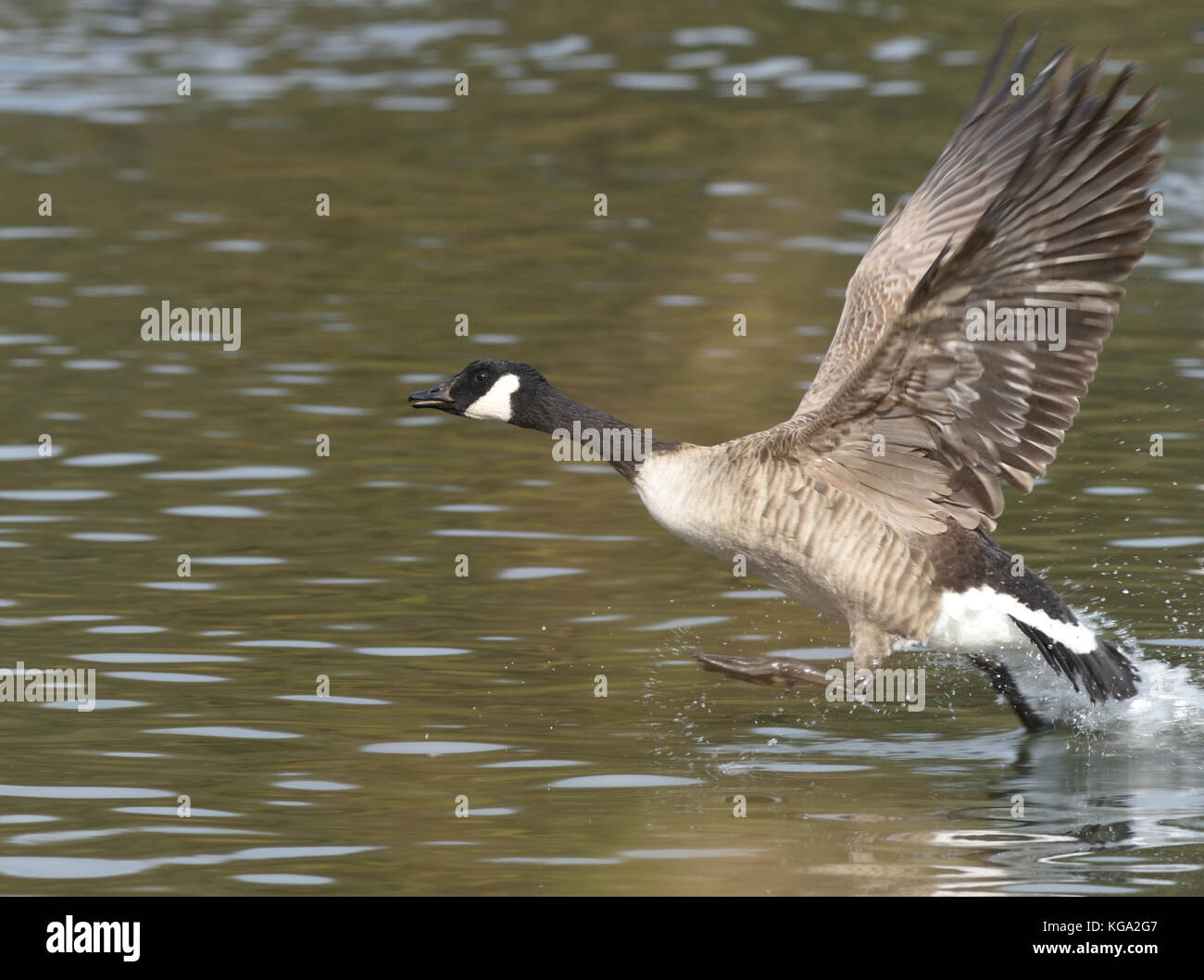 A Canada Goose (Branta Canadensis) takes off by running across the