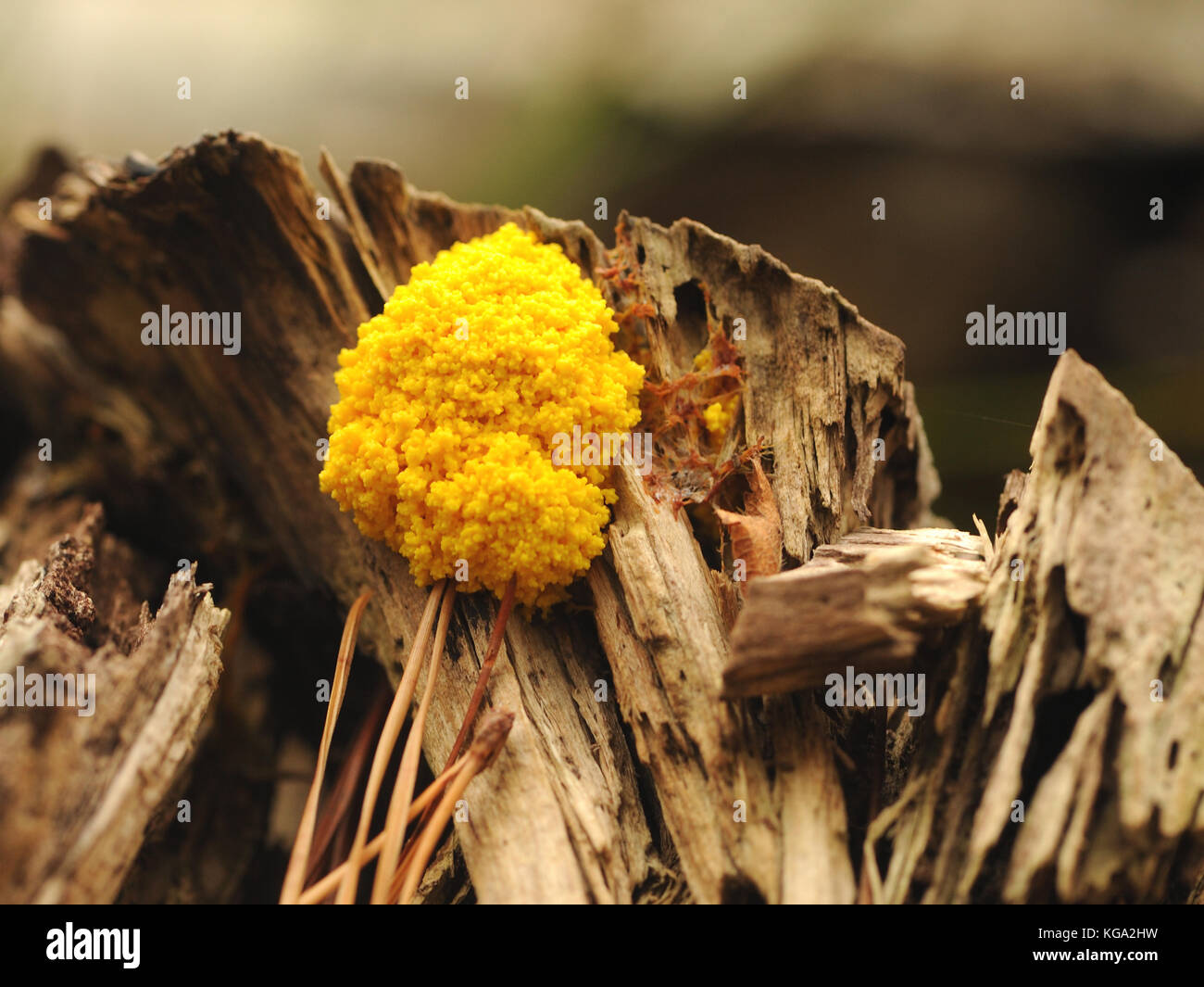 The yellow fruiting body of the slime mould Fuligo septica on a rotting pine tree stump. Brownsea Island, Poole, Dorset, UK. Stock Photo