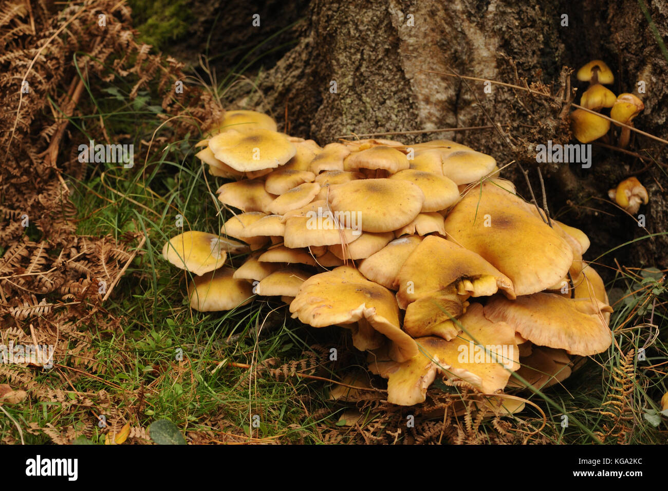 Fungi grow from a rotting tree trunk in damp mixed woodland. Brownsea Island, Poole, Dorset, UK. Stock Photo