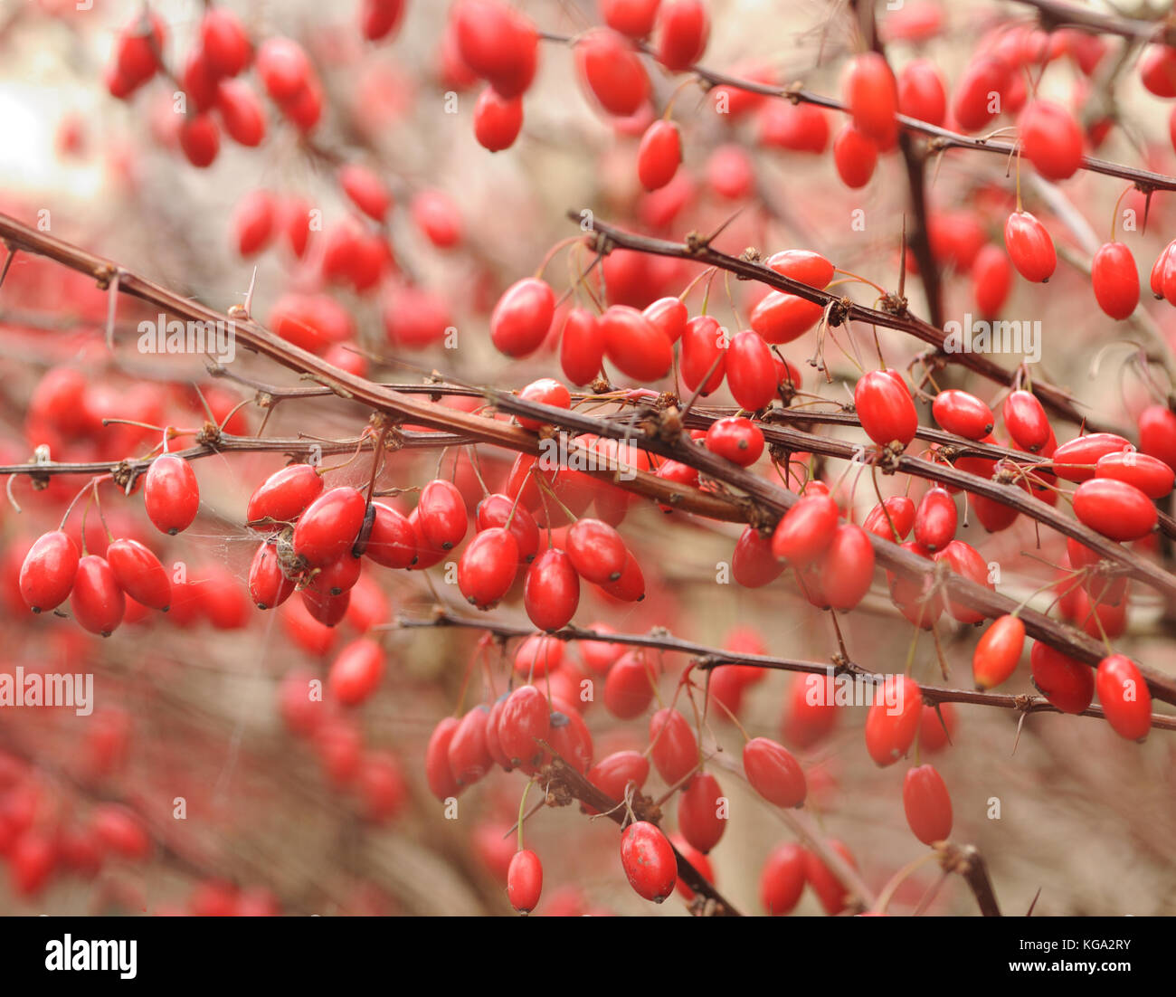 Red berries on a thorny berberis hedge after the leaves have fallen in autumn. Topsham, Devon, UK. Stock Photo