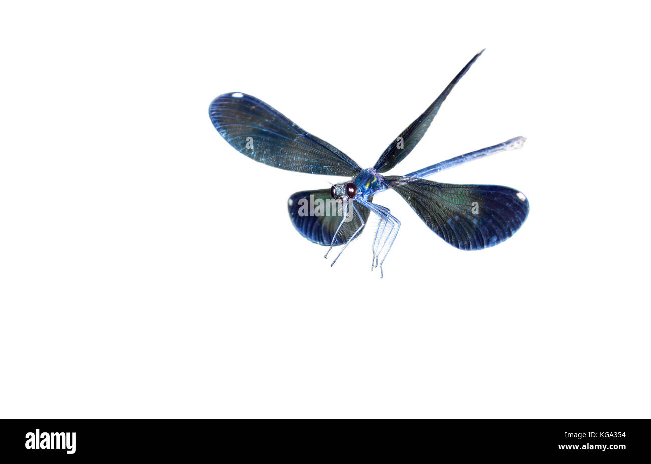 Ebony jewelwing (Calopteryx maculata) flying, isolated on white background. Stock Photo