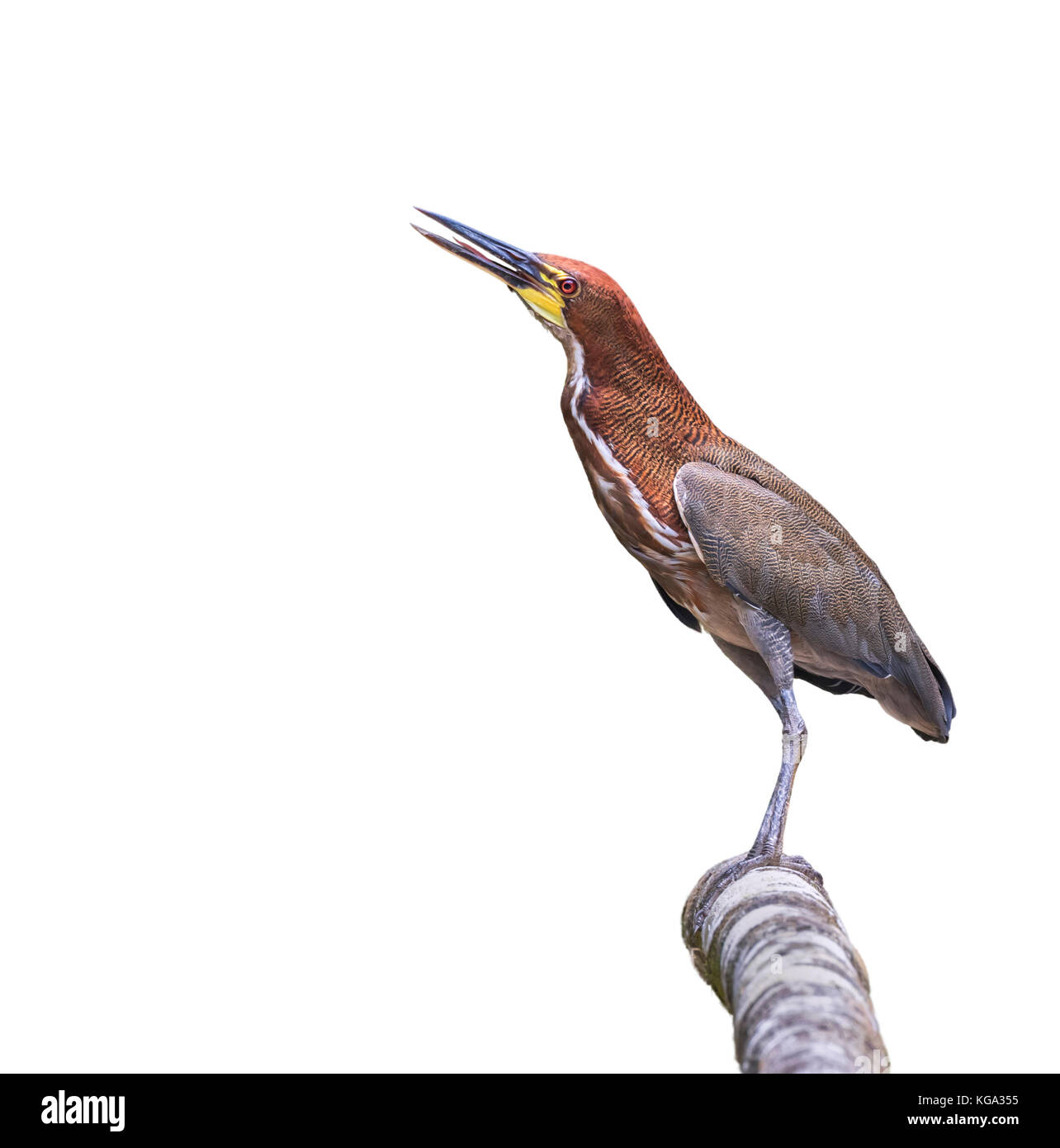 Rufescent tiger heron (Tigrisoma lineatum) isolated on white background. Stock Photo