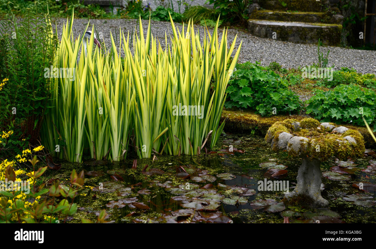 Iris ensata Variegata,Variegated Japanese Water Iris, pond, pool, water feature, garden, gardens, Altamont Gardens, Carlow, Corona North, Carlow Garde Stock Photo
