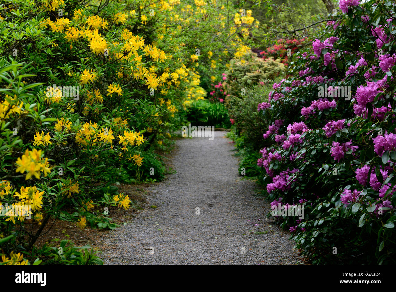 rhododendron luteum, yellow, azalea pontica ,rhododendrons, shrubs, yellow flowers, flowering, ericaceous, tree, shrub, rm floral Stock Photo