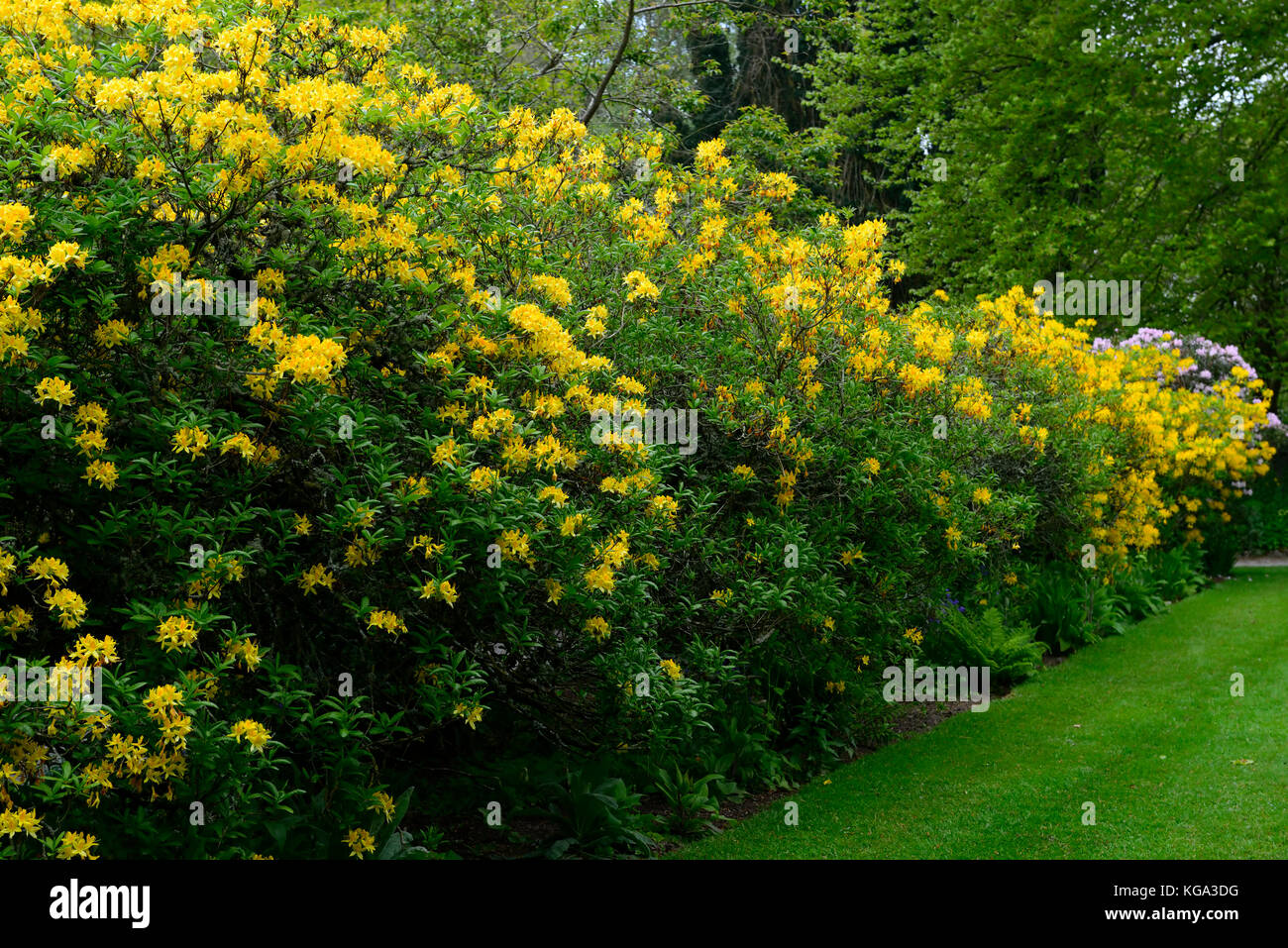 rhododendron luteum, yellow, azalea pontica ,rhododendrons, shrubs, yellow flowers, flowering, ericaceous, tree, shrub, rm floral Stock Photo