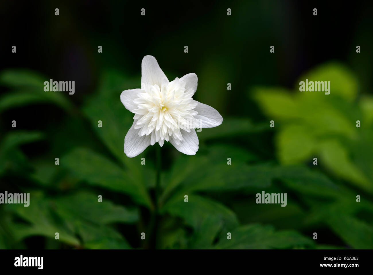 anemone nemorosa vestal, white, double, anemones, flowers, flower, flowered, wood, woodland