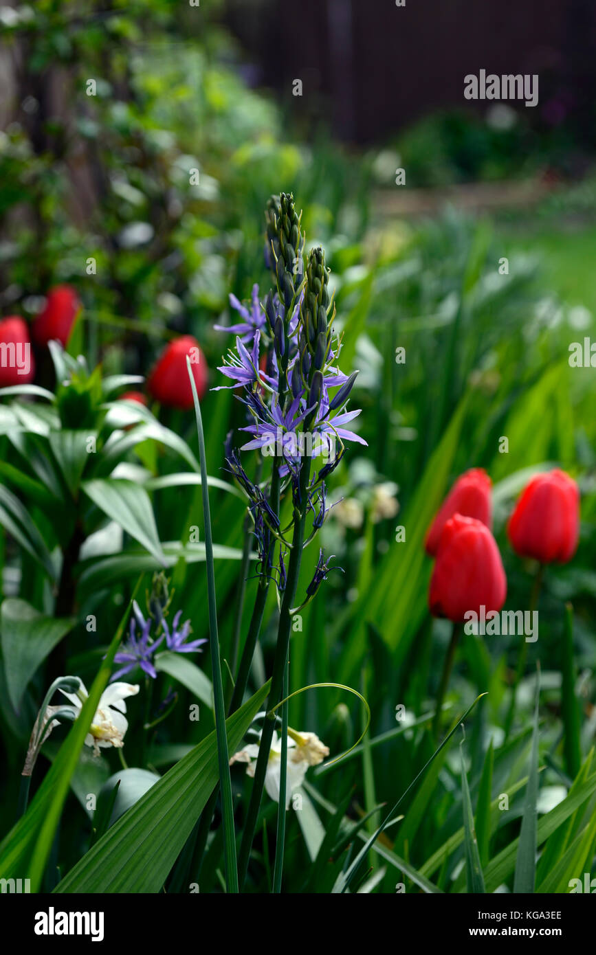 camassia leichtlinii caerulea, Tulipa Apeldoorn, Darwin hybrid tulip, red, blue, spring flower, flowers, flowering, combination, RM Floral Stock Photo
