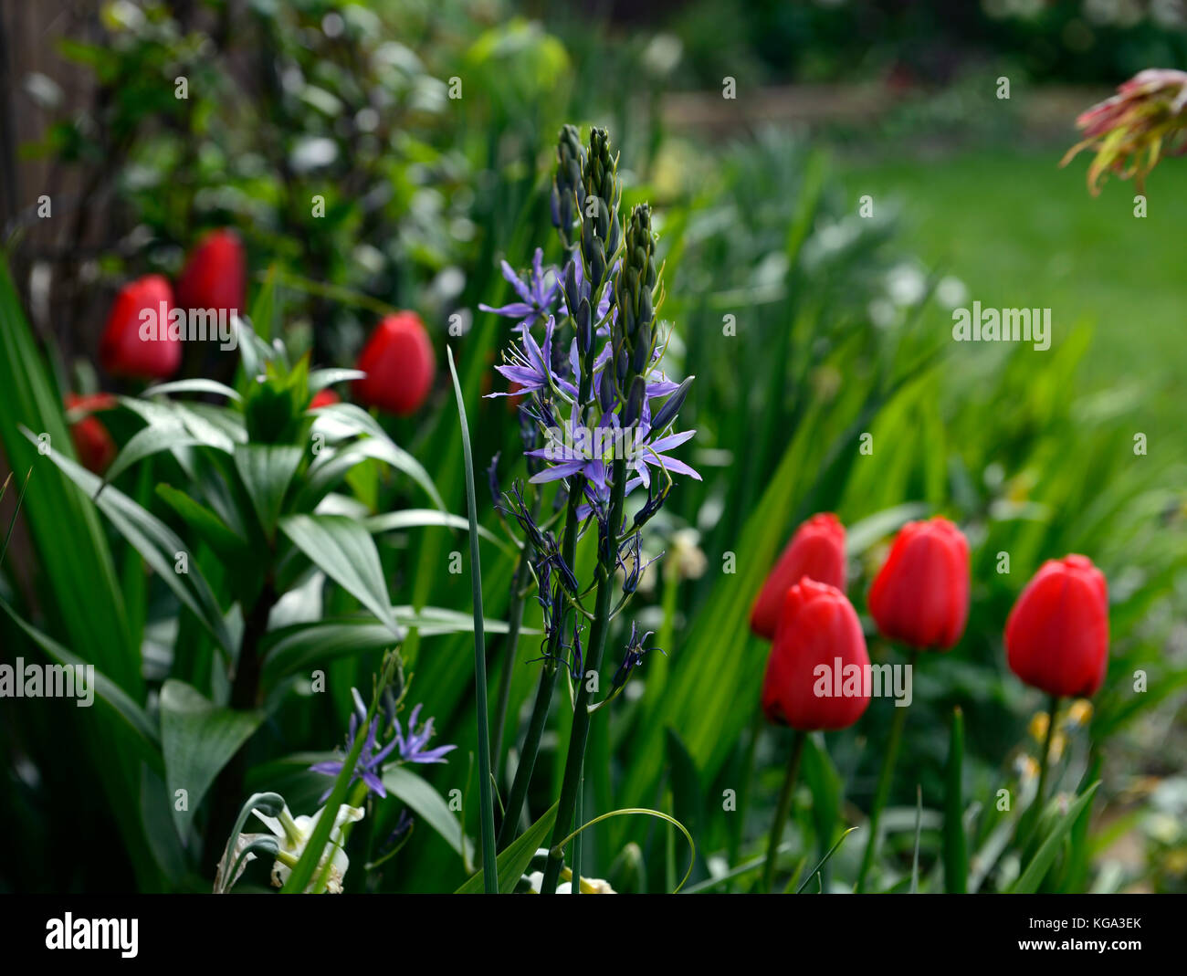 camassia leichtlinii caerulea, Tulipa Apeldoorn, Darwin hybrid tulip, red, blue, spring flower, flowers, flowering, combination, RM Floral Stock Photo