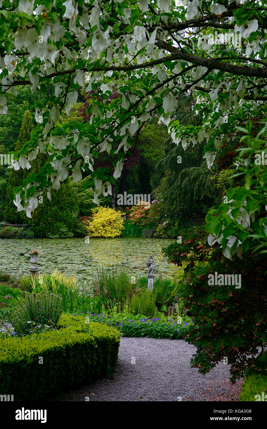 Davidia involucrata, Dove-tree, Handkerchief Tree, white, flower ...