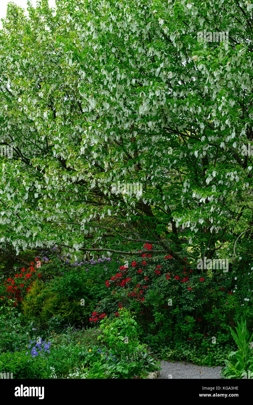 Davidia involucrata, Dove-tree, Handkerchief Tree, white, flower, flowers, flowering , tree, trees, ornamental, RM floral Stock Photo