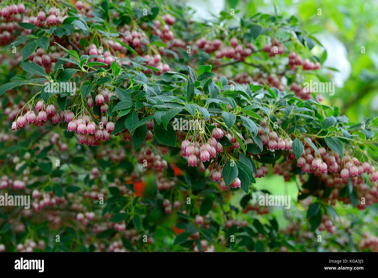 enkianthus campanula rubra, flower, flowers, flowering, bells, bell-like, spring, shrub, small tree,  RM Floral Stock Photo