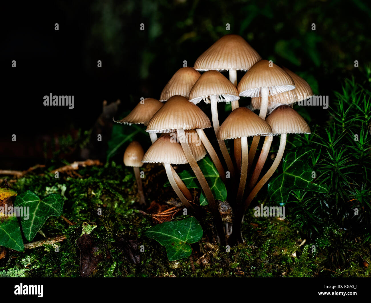 Unidentified small brown toadstools in beautiful light. Stock Photo
