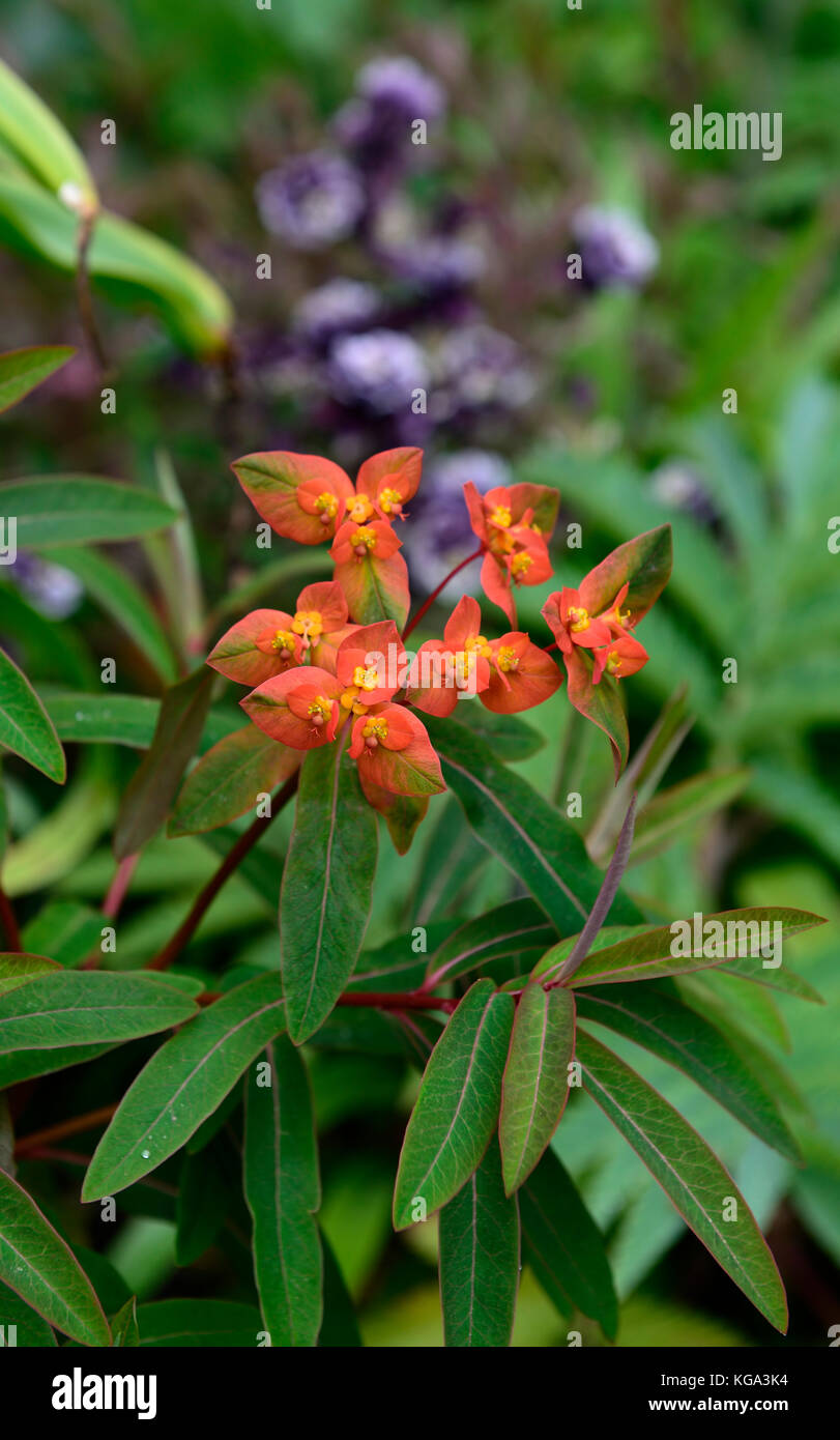 euphorbia griffithii fireglow, orange, bract, bracts,flowers, flower, flowering, RM Floral Stock Photo