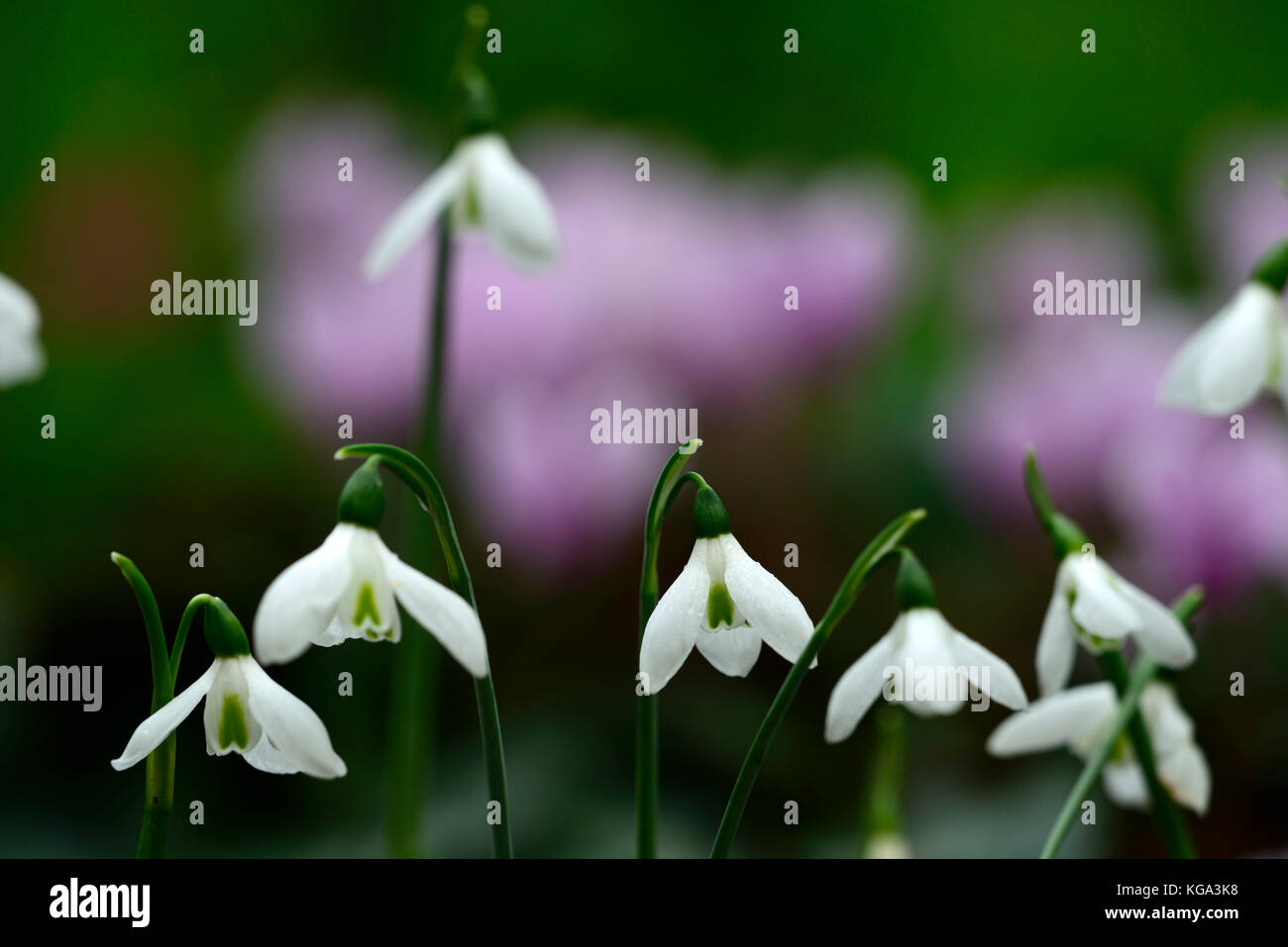 Galanthus peshmenii,species, autumn, autumnal, fall, flower, flowers, flowering, snowdrop, snowdrops, RM Floral Stock Photo