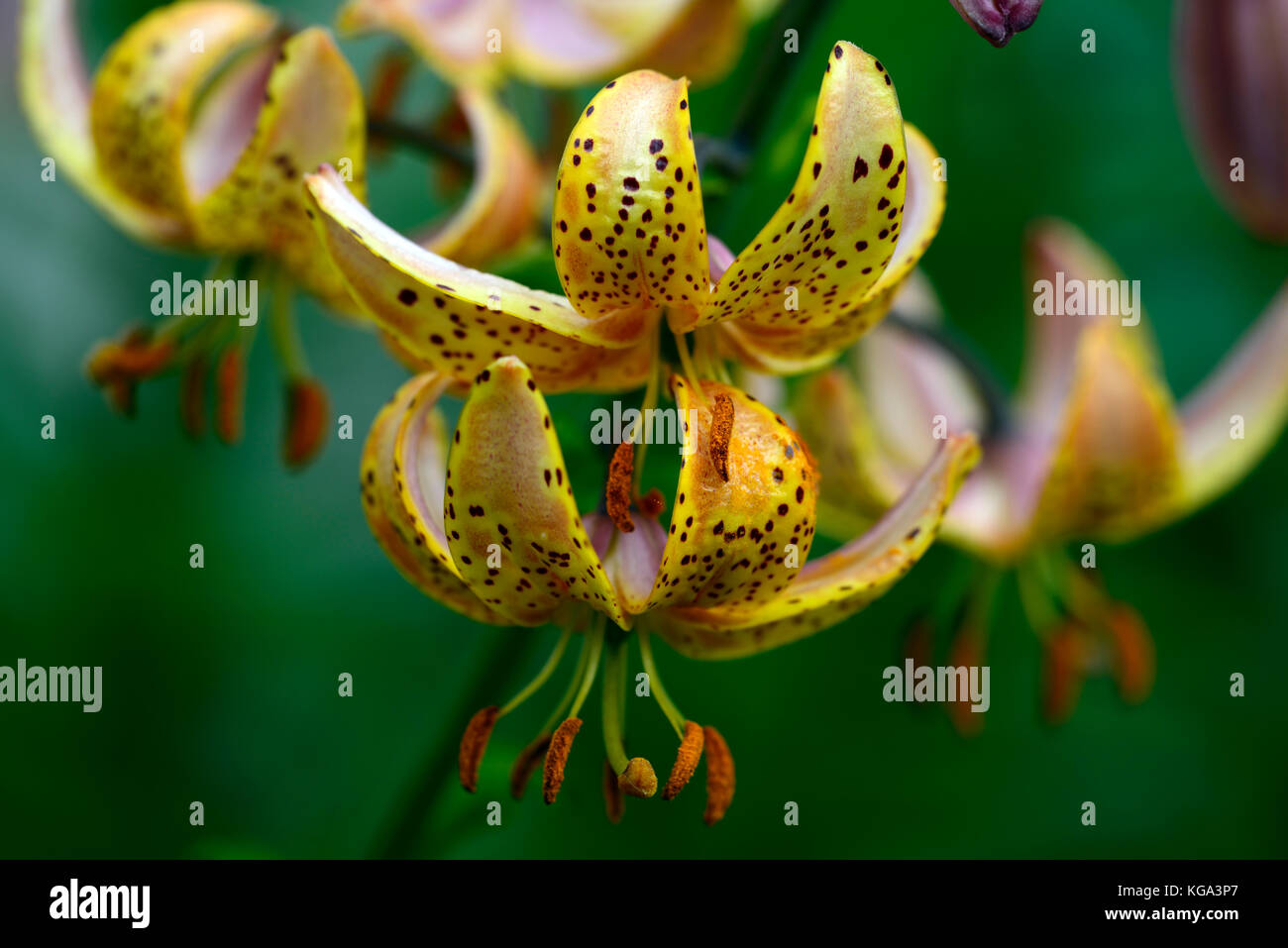 Martagon lily, Lilium Martagon Hansonii, lily, lillies, yellow, orange, spots, spotted, speckled, flower, flowers ,perennial, Hanson's lily, Japanese  Stock Photo