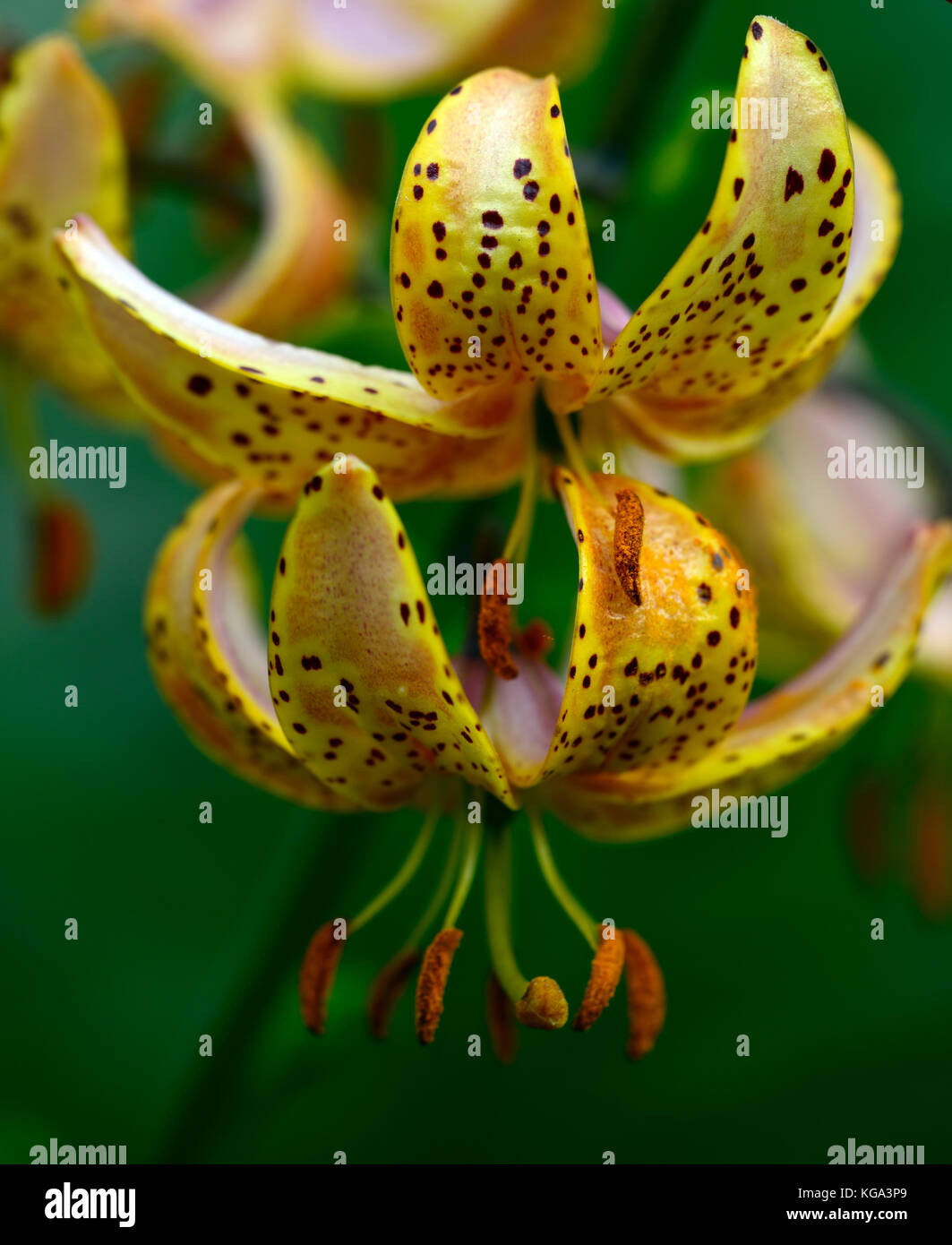 Martagon lily, Lilium Martagon Hansonii, lily, lillies, yellow, orange, spots, spotted, speckled, flower, flowers ,perennial, Hanson's lily, Japanese  Stock Photo