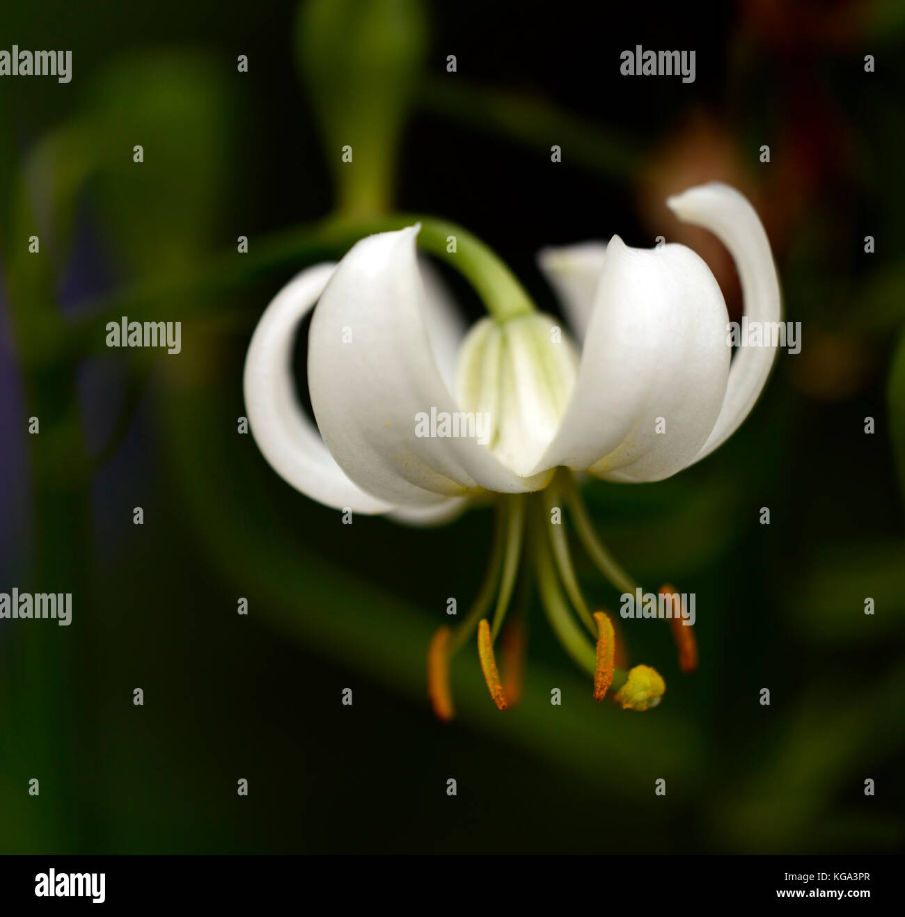 Martagon lily, Lilium Martagon Album, lily, lillies,white, flower, flowers,perennial, turk's-cap lily,shade, shady, turks cap ,RM Floral Stock Photo