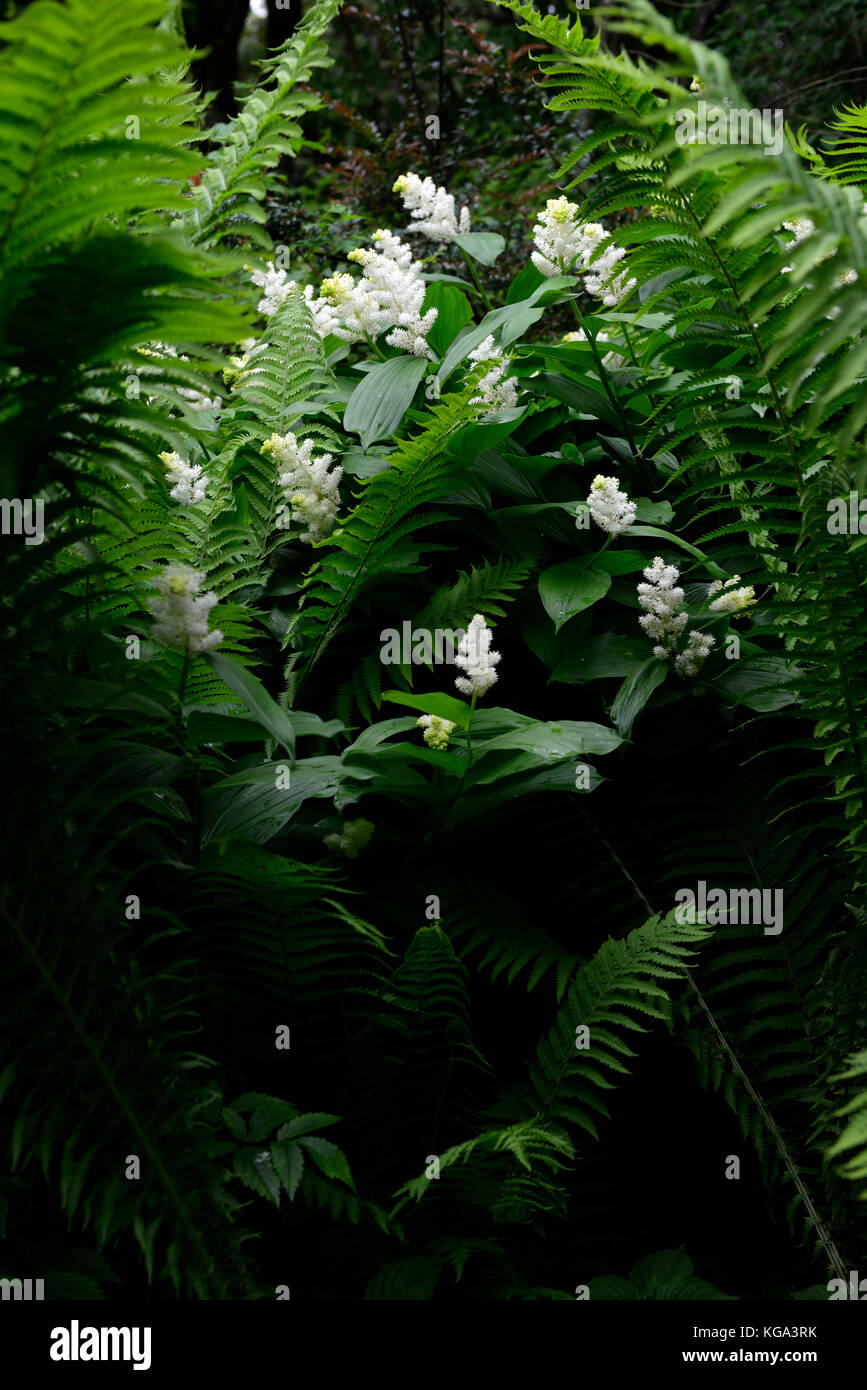 maianthemum racemosum,American spikenard, false spikenard, white, flowers,racemes, panicles, wood, woodland, shade, shady, shaded, garden, RM Floral Stock Photo