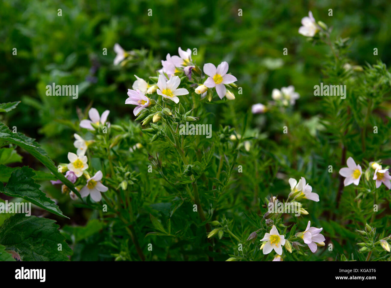Polemonium carneum Apricot Delight, royal Jacob's-ladder, flower, flowers, flowering, RM Floral Stock Photo