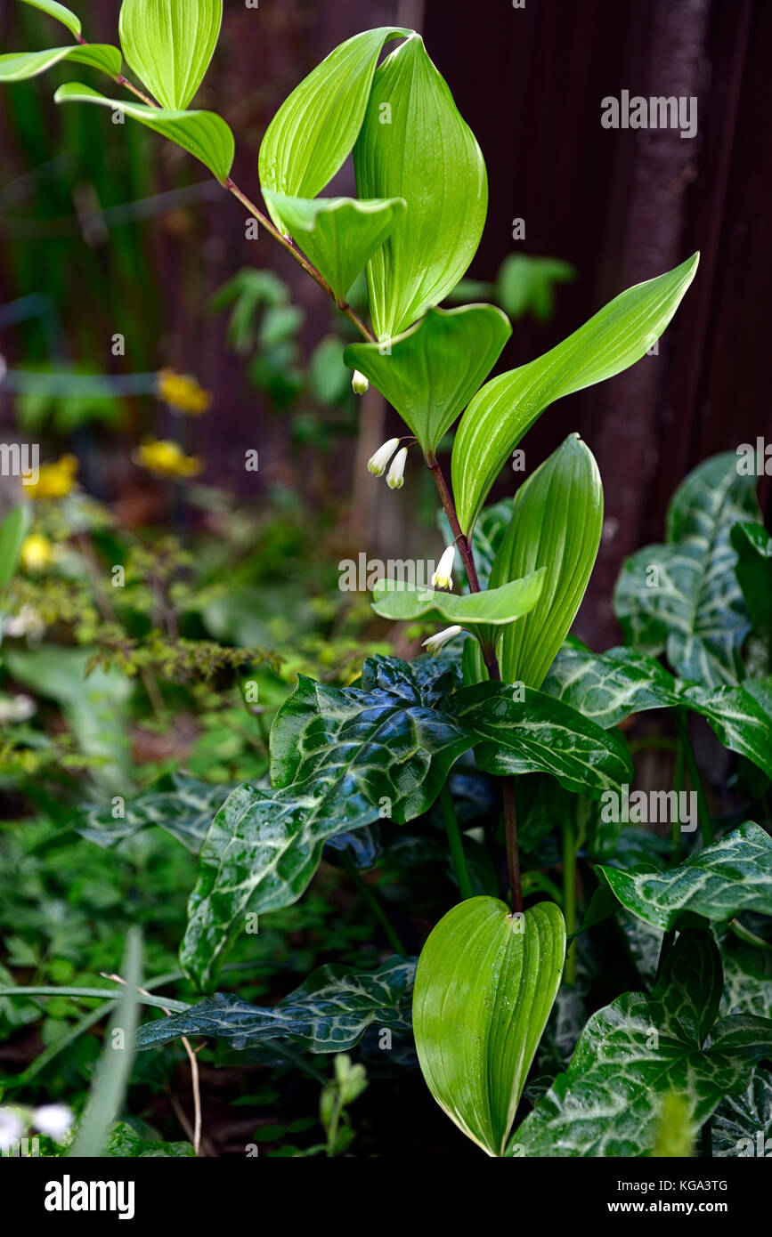 polygonatum falcatum variegatum,  ‎Arum maculatum, variegated, foliage ,leaves, shade, shady, shaded, perennial, flowering, spring, RM Floral Stock Photo