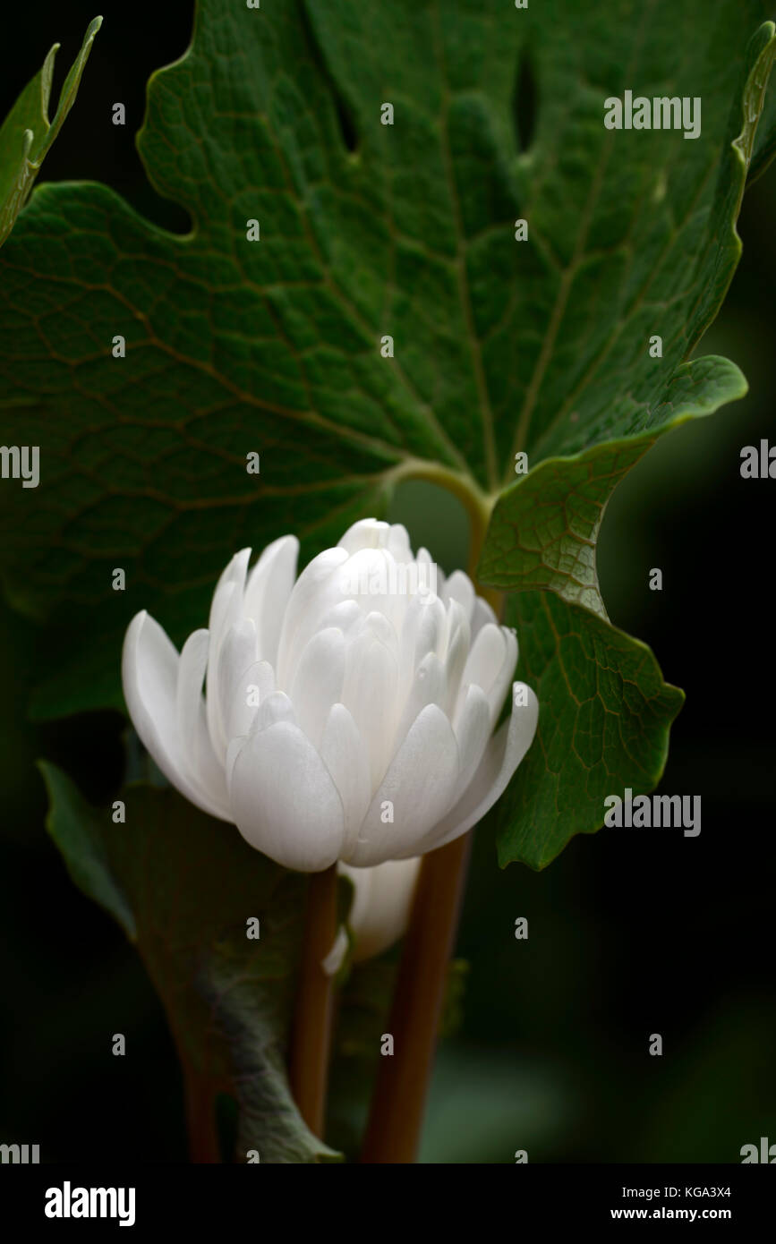 sanguinaria canadensis multiplex, bloodroot, white, flowers, flower, double, flowering, bloom, blossoms, plant portraits, wildflowers, wildflower, RM Stock Photo
