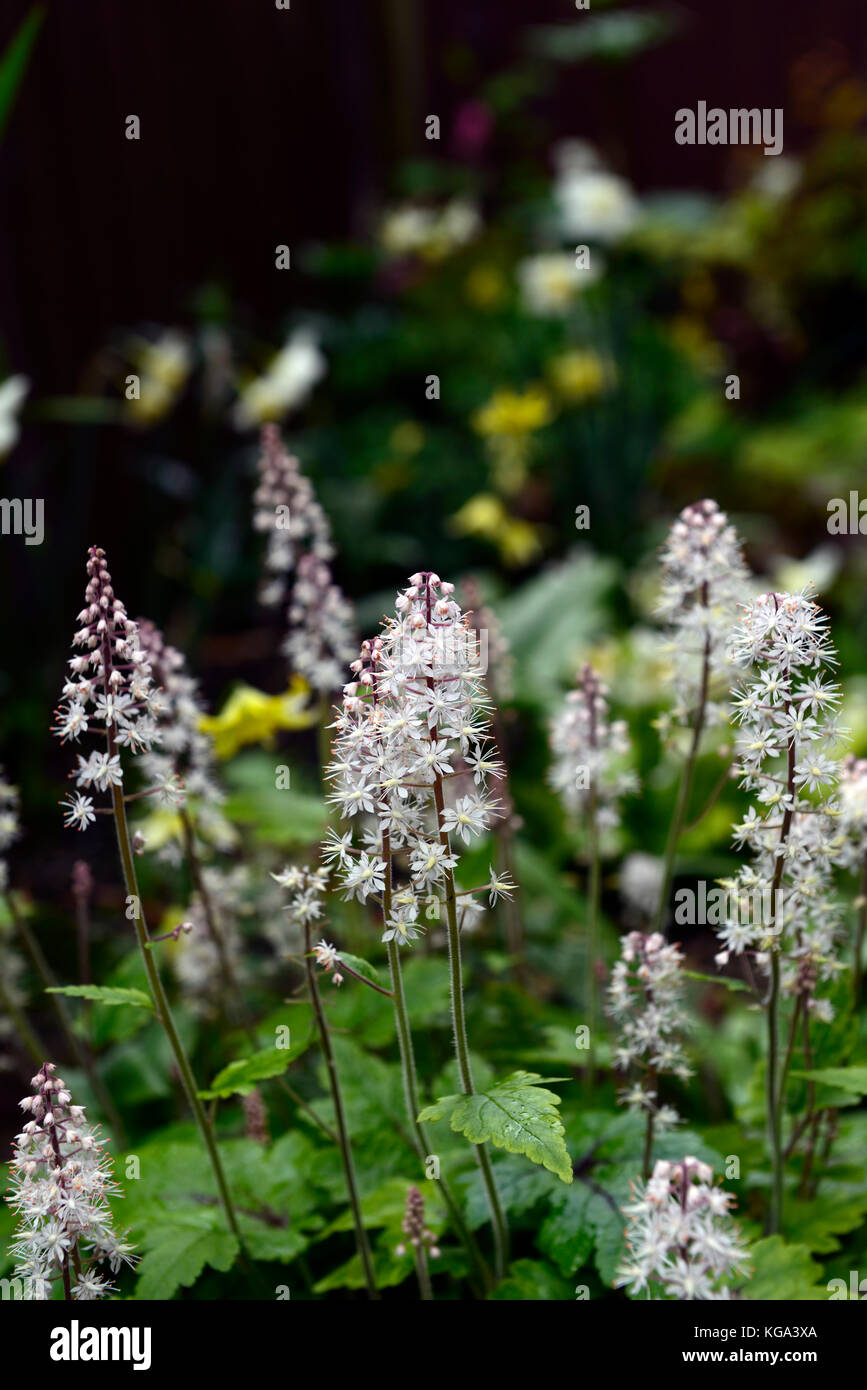 tiarella spring symphony, flowering, ground cover, Shade, garden, plant