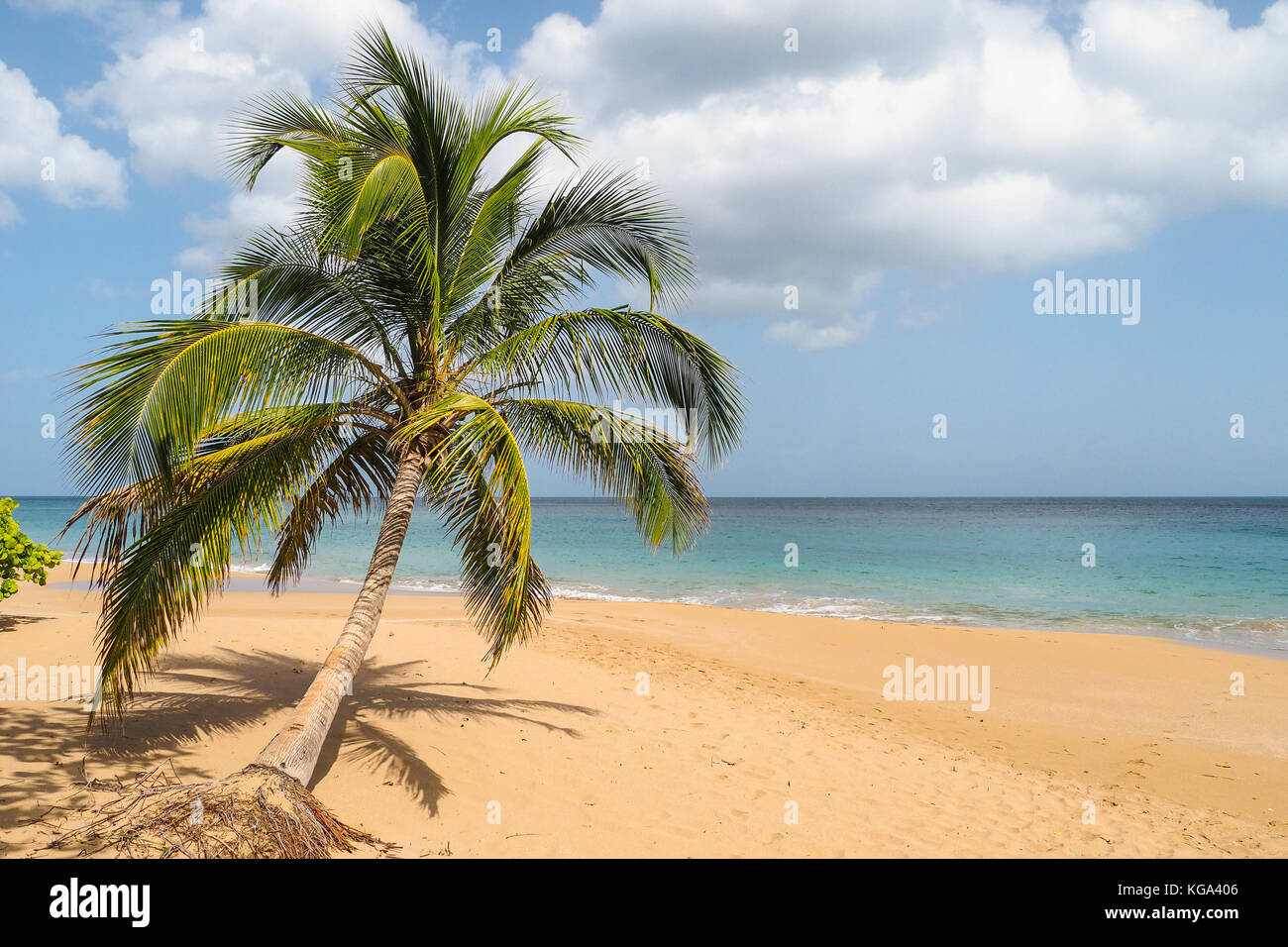 Lonely palm lying on sandy beach of La Perle, Guadeloupe Stock Photo