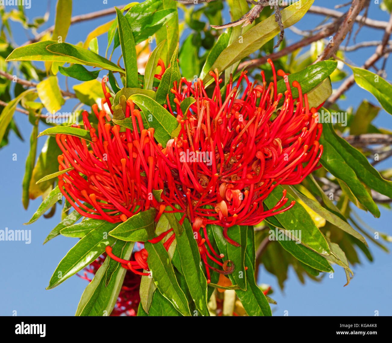 Cluster of unusual flame red flowers and green leaves of Alloxylon flammeum syn Oreocallis wickhamii, Queensland tree waratah, against blue sky Stock Photo