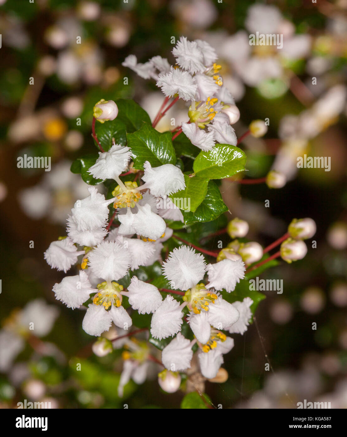 White perfumed flowers of Malphigia coccigera, Singapore holly, drought tolerant evergreen garden shrub Stock Photo