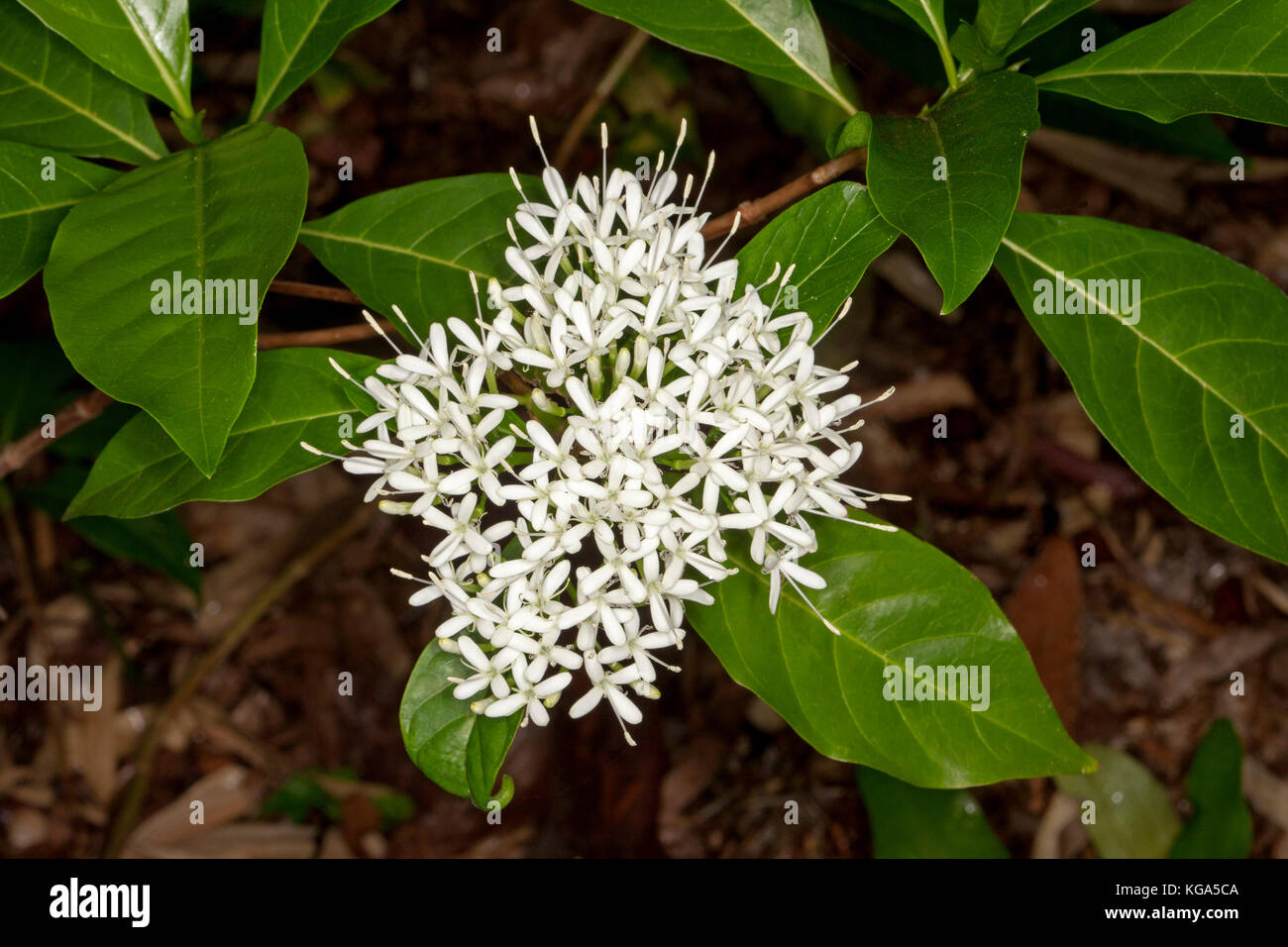 White perfumed flowers of Pavetta australiensis, Australian native shrub  attracts butterflies. Stock Photo