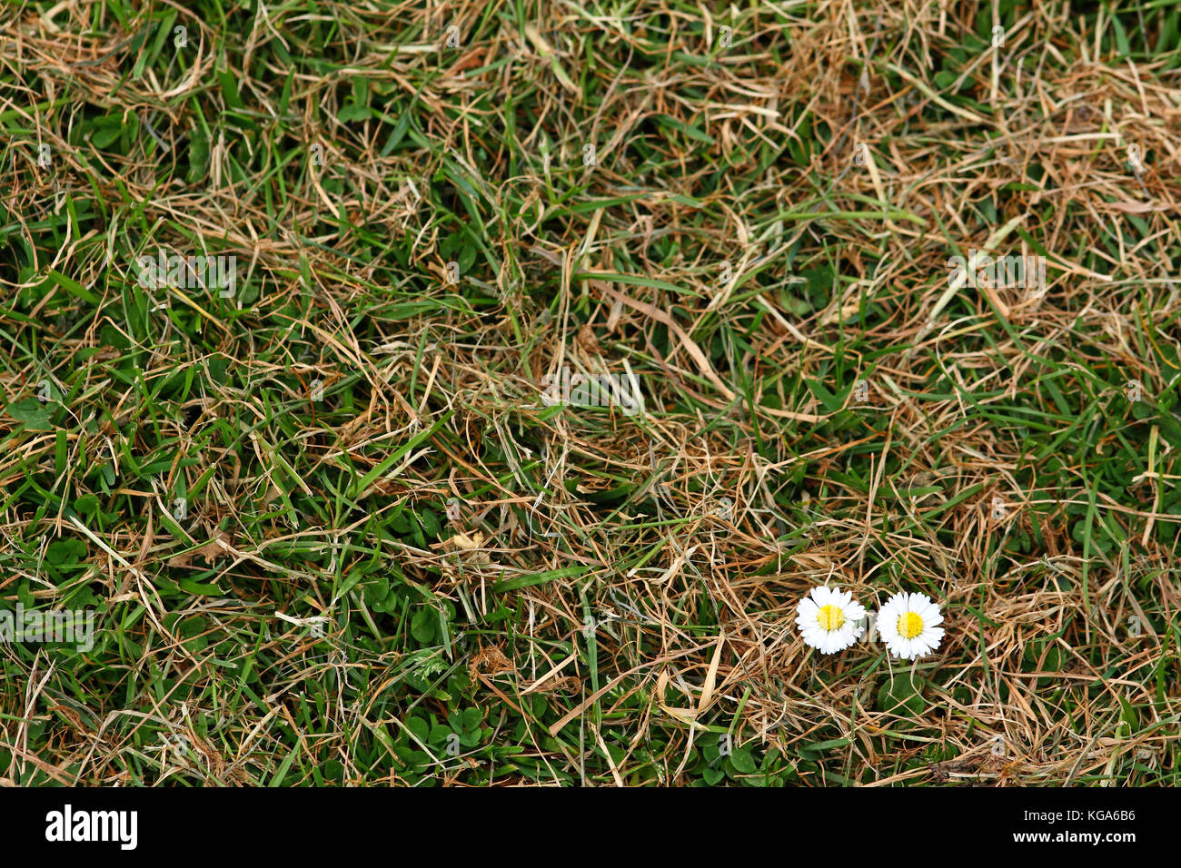 Daisies on a grass lawn in summer Stock Photo