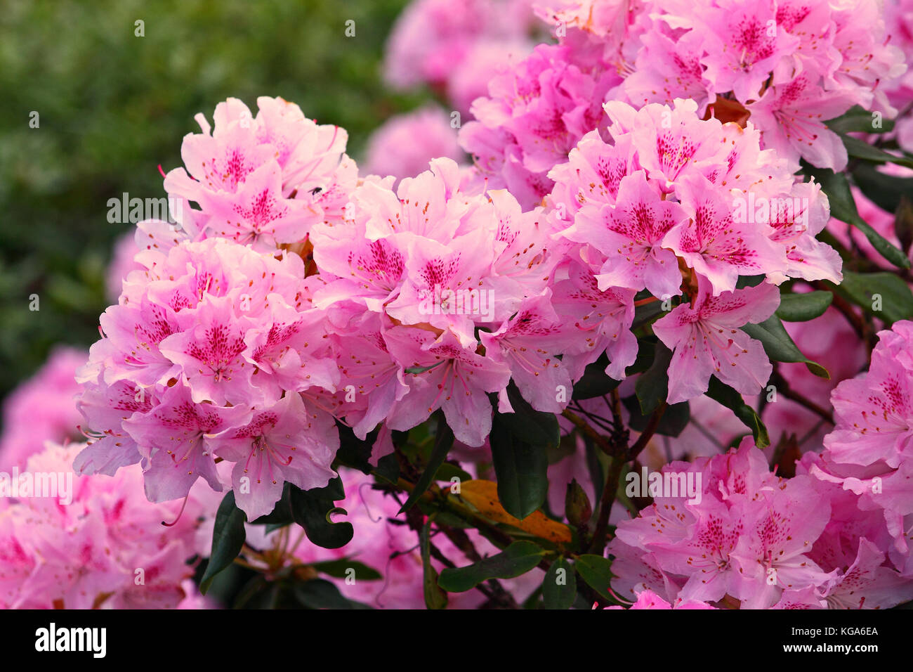 Pink rhododendron flowers in full bloom Stock Photo