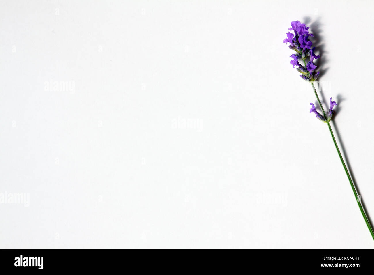 Lavender flower on a plain white background Stock Photo - Alamy
