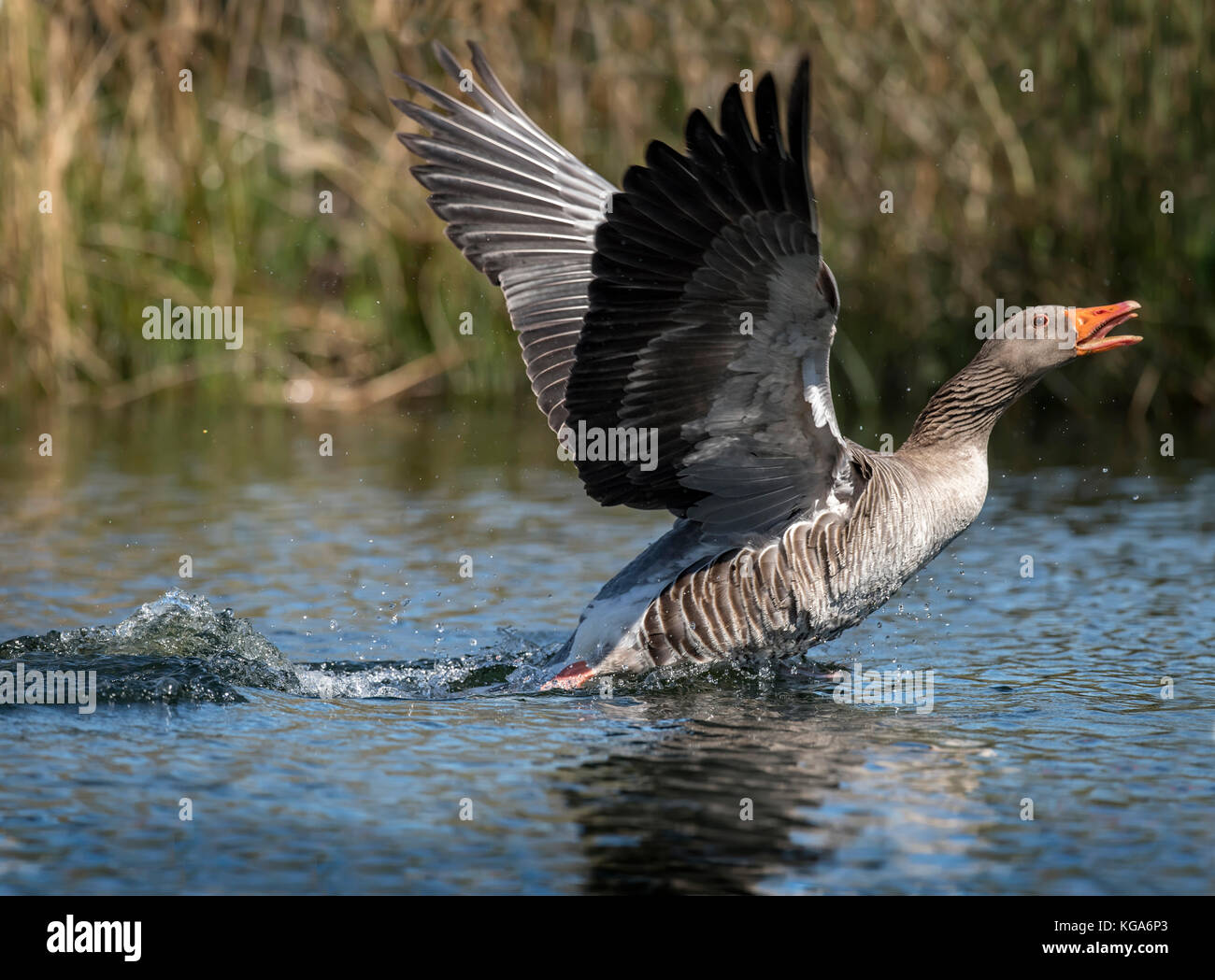 Greylag goose displaying on a Scottish loch Stock Photo Alamy