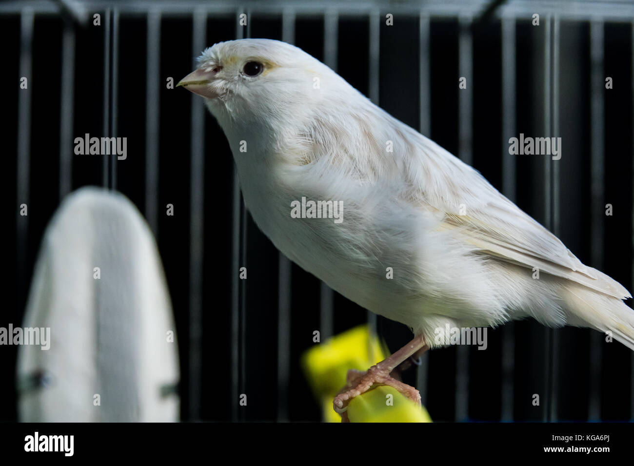 beautiful white Canary in a cage Stock Photo