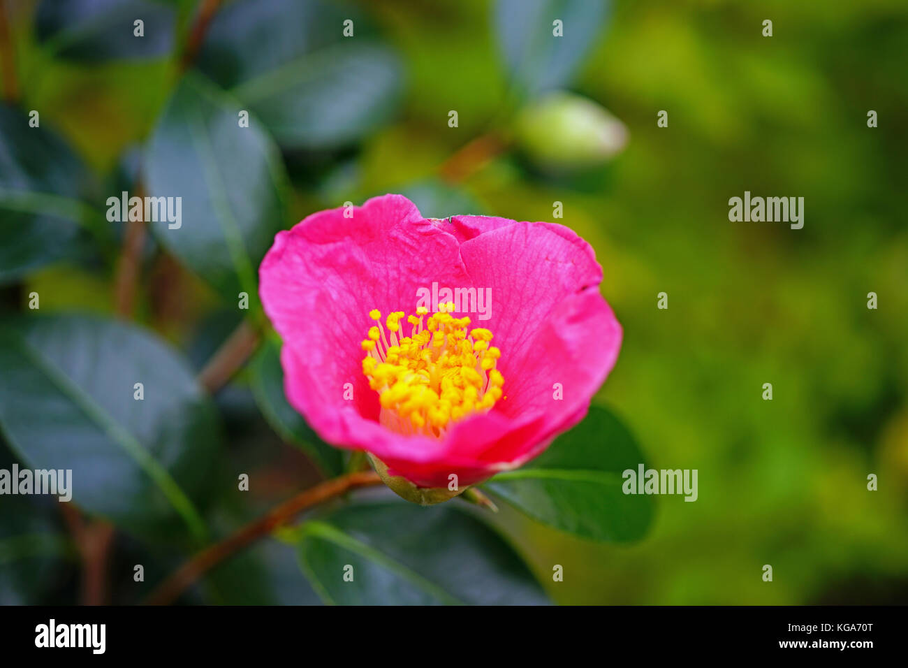 A pink camelia japonica flower in bloom Stock Photo