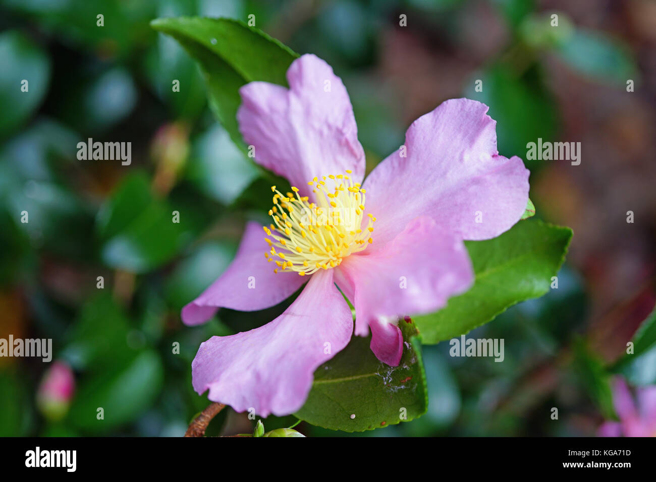 A pink camelia japonica flower in bloom Stock Photo