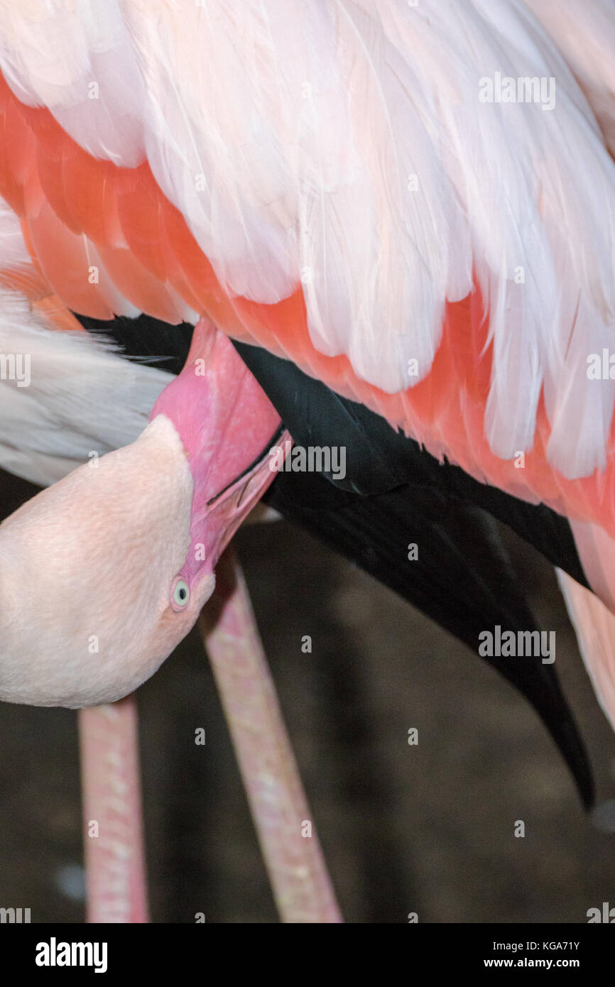 Greater Flamingo - Phoenicopterus roseus Stock Photo