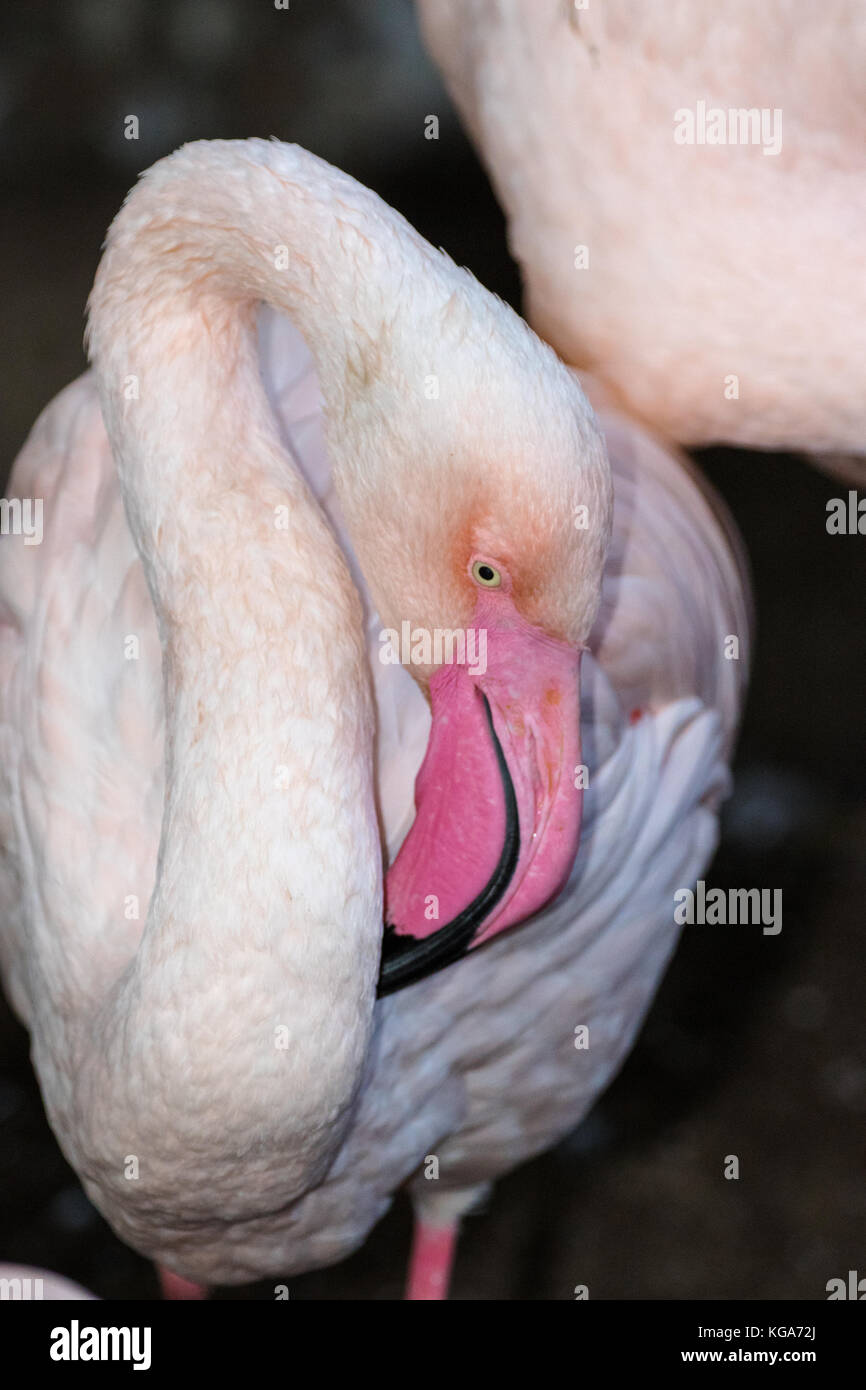 Greater Flamingo - Phoenicopterus roseus Stock Photo