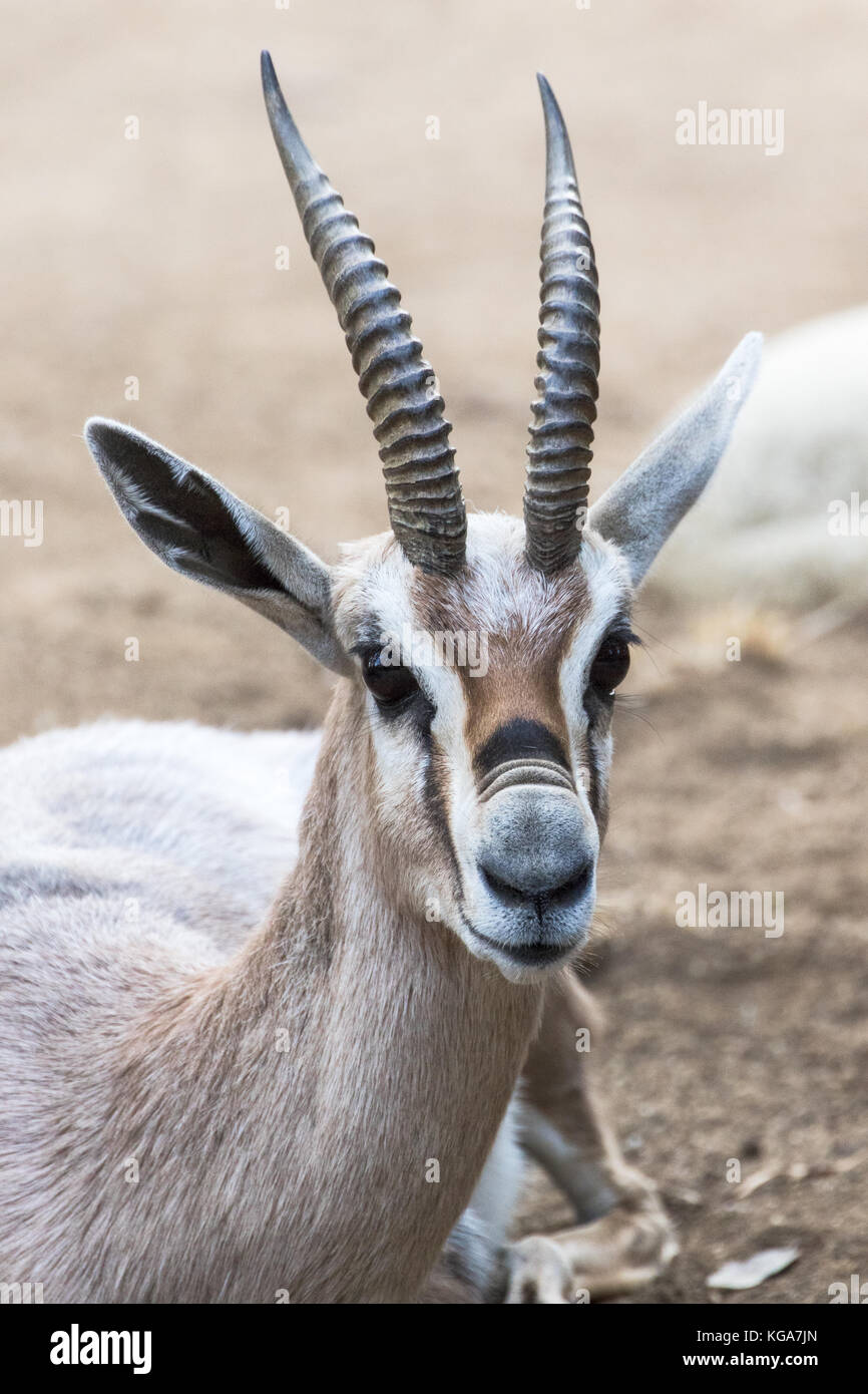 Speke's Gazelle - Gazella spekei  Captive Specimen Stock Photo