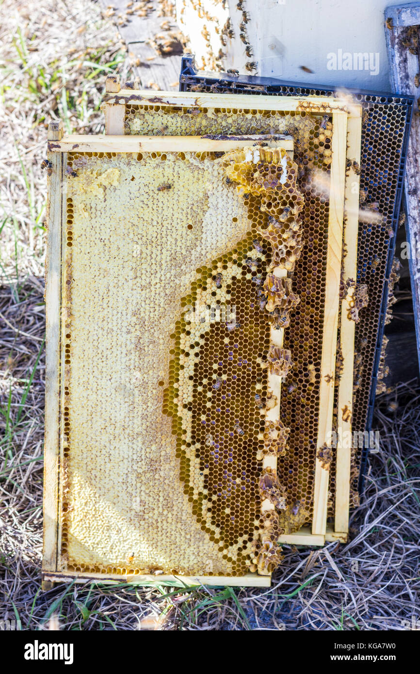 Collected beehive frames with caps, honey, bees Stock Photo Alamy