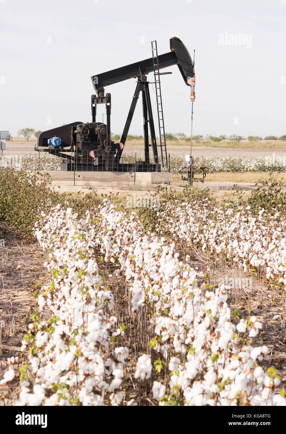 Oil production in a mature cotton field Stock Photo