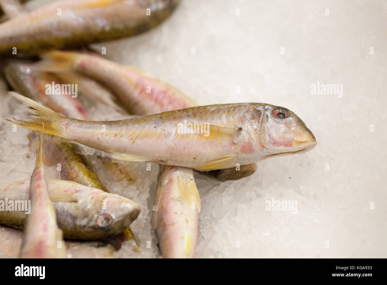 Frozen Fish Freshfish Market Gilt Head Bream Fish Sale In