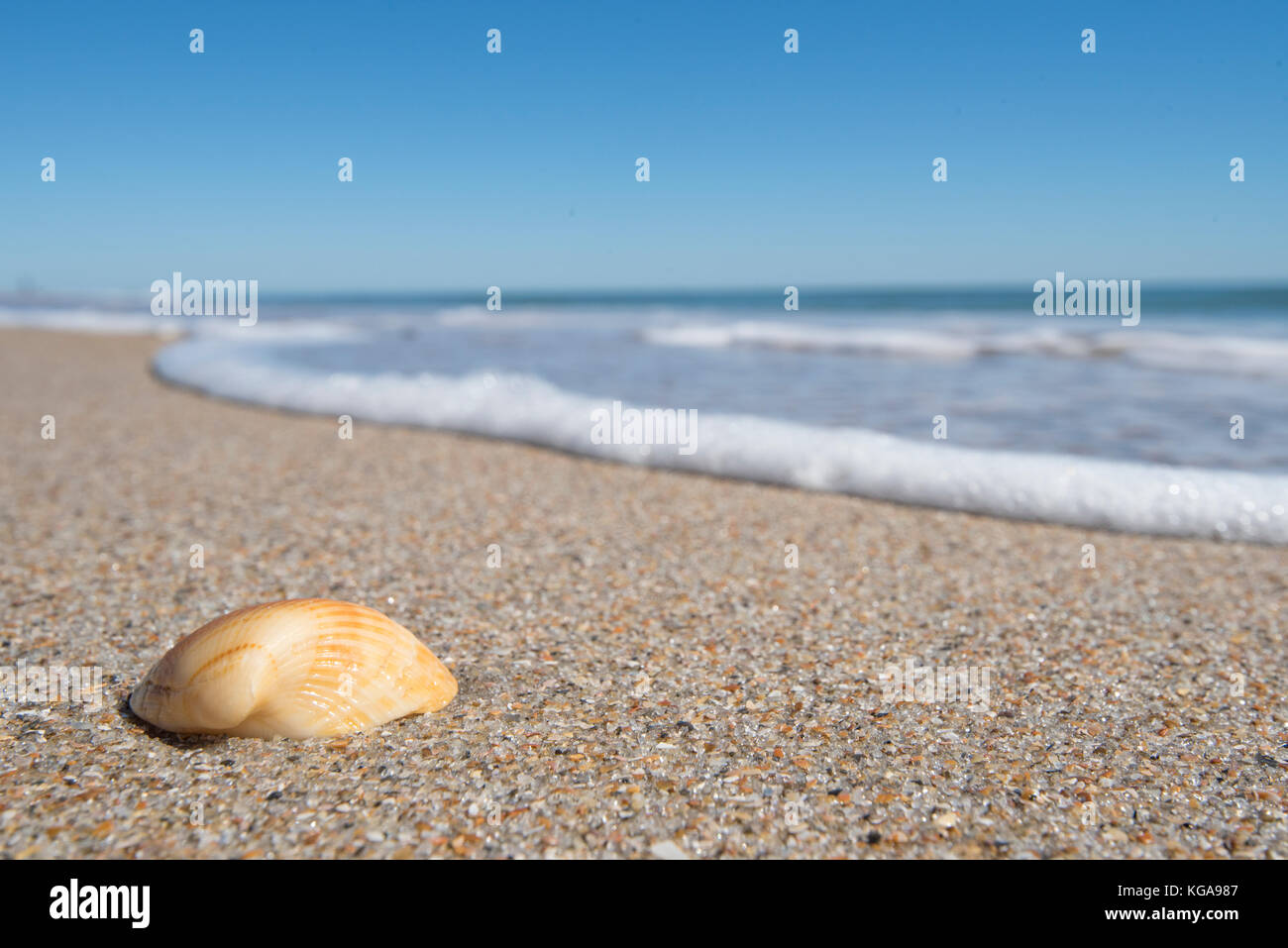 Shell on the beach with waves approaching Stock Photo Alamy