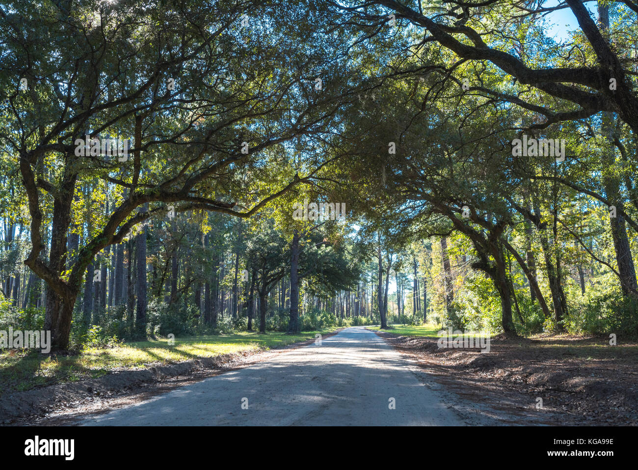 Santee Coastal Preserve trails feature beautiful hardwoods covered in Spanish moss Stock Photo