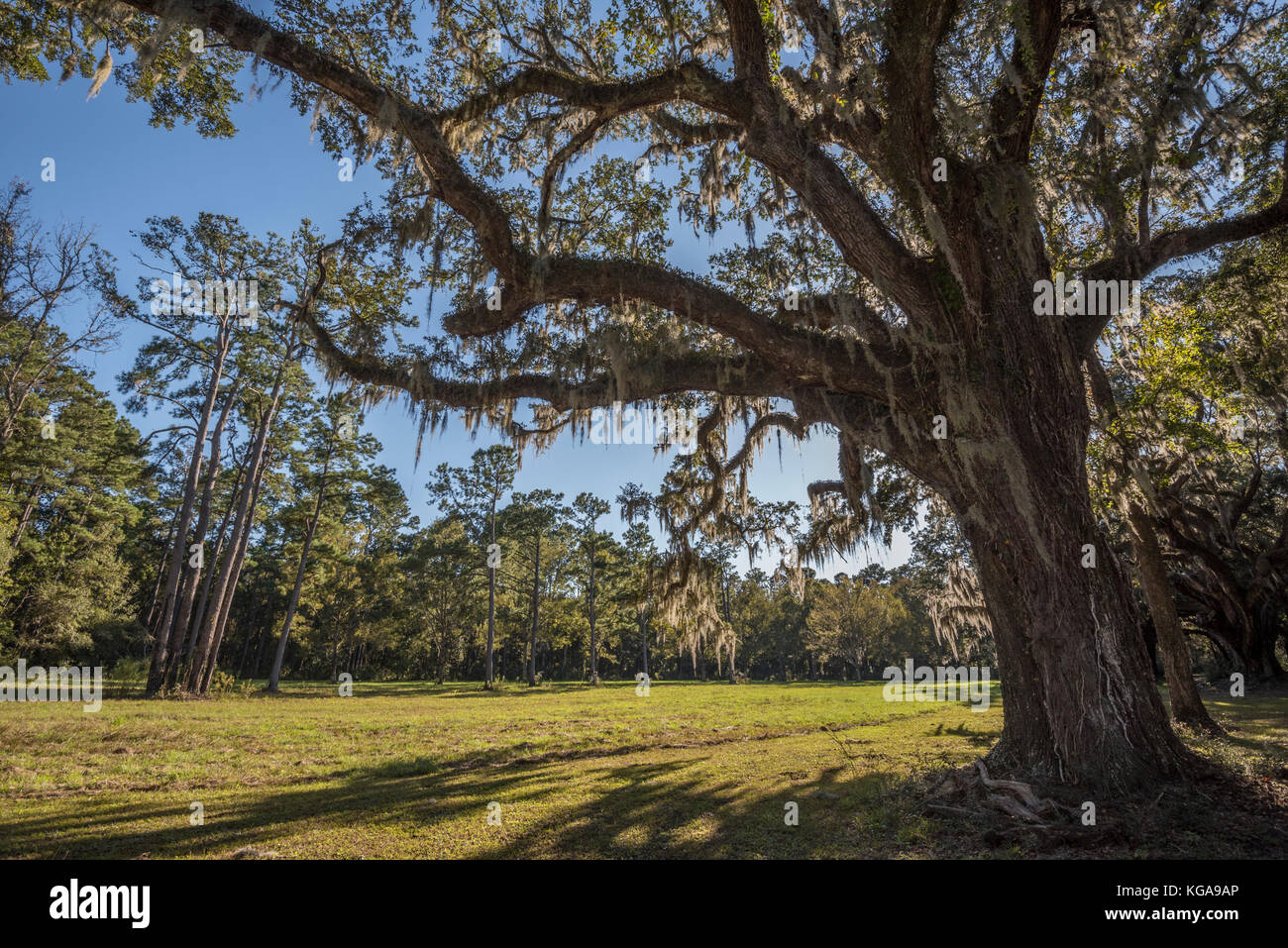 Santee Coastal Preserve trails feature beautiful hardwoods covered in